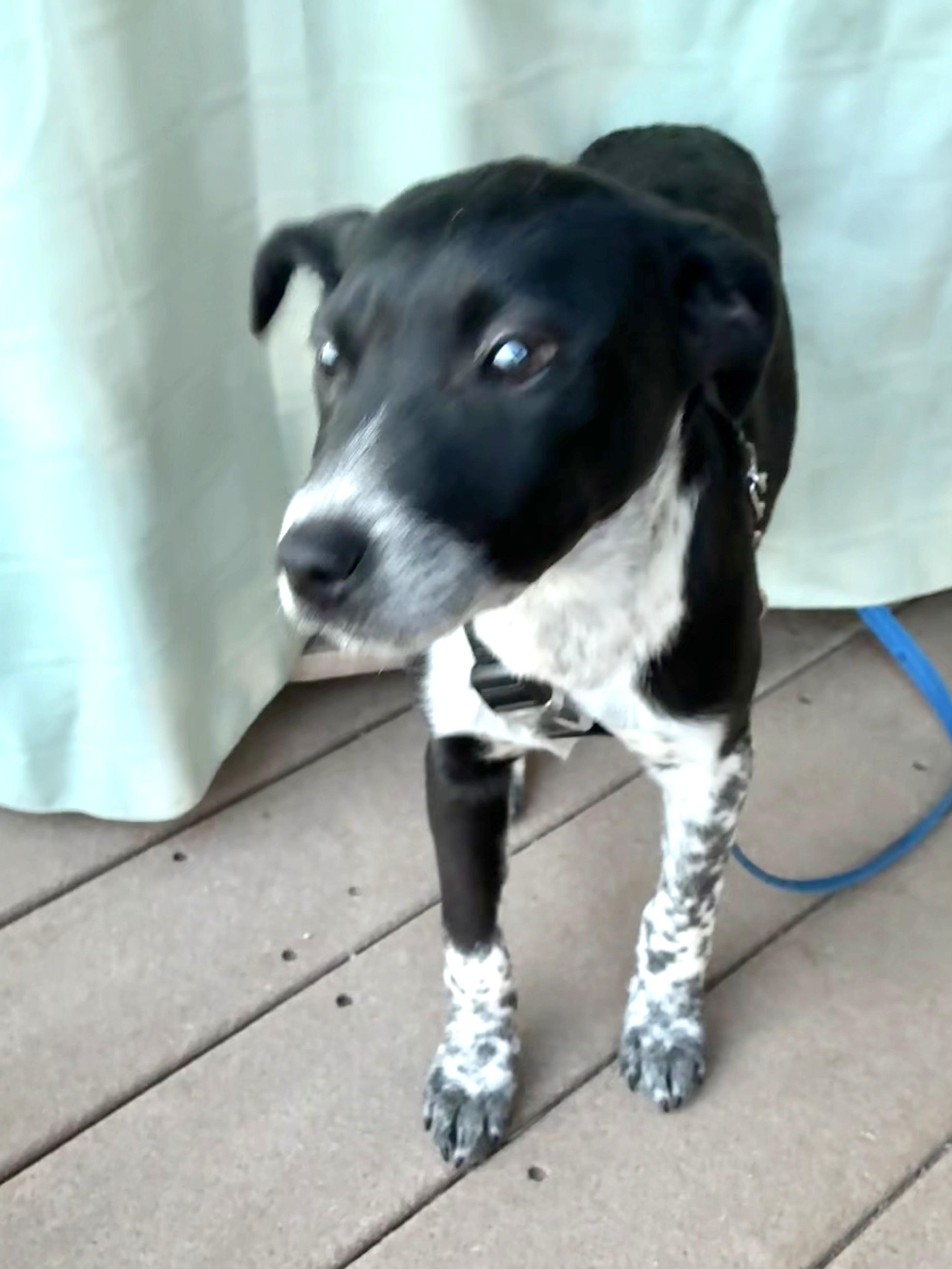 Enlarge Claudeen, an adopted mixed breed in West Chicago, IL image 3/3