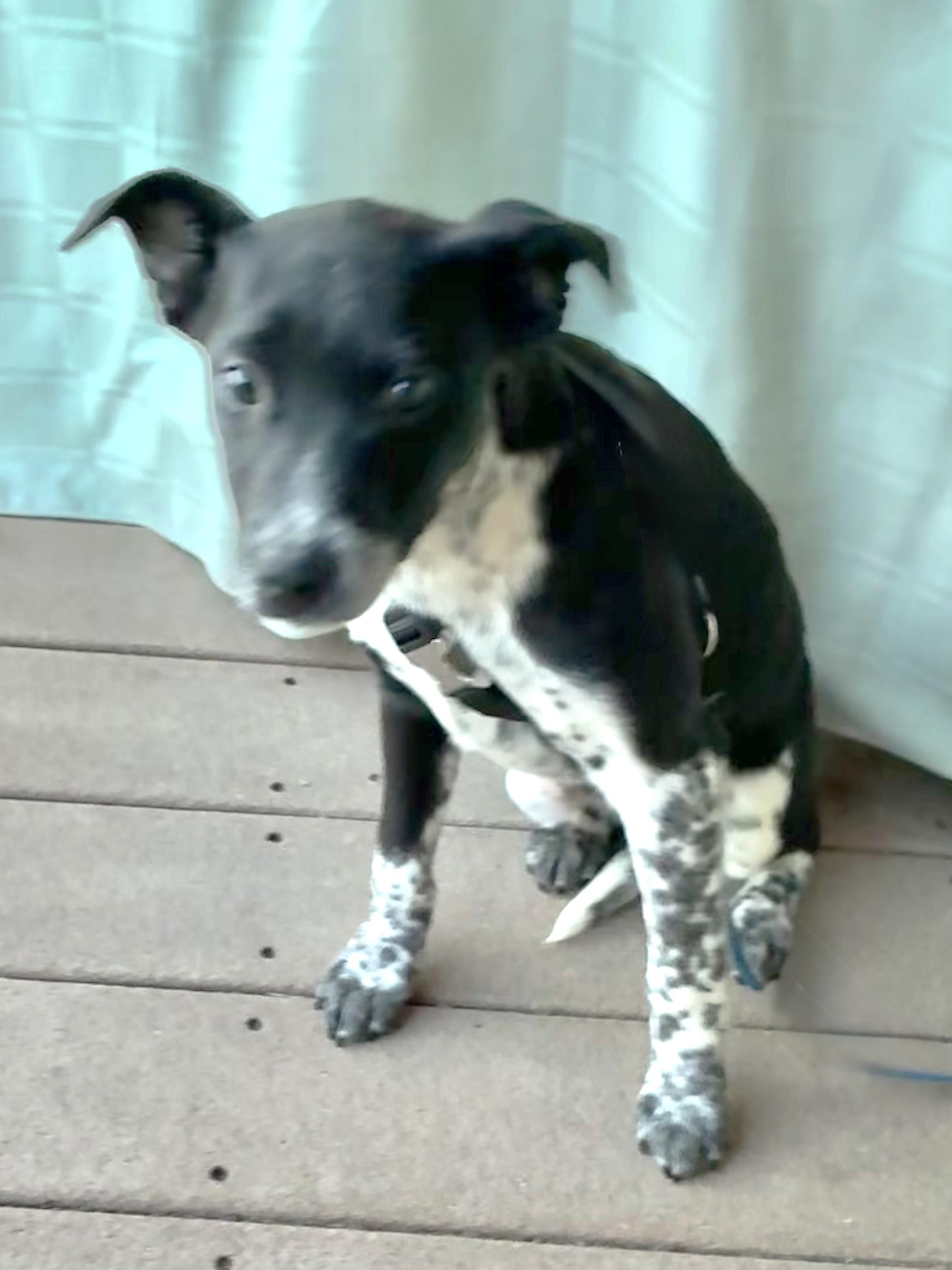 Enlarge Claudeen, an adopted mixed breed in West Chicago, IL image 2/3