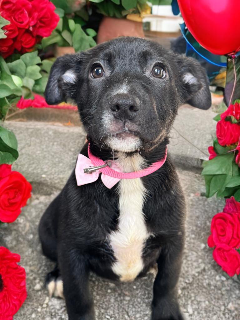 Sugar Foot , ADOPTABLE, Puppy Female Mixed Breed.