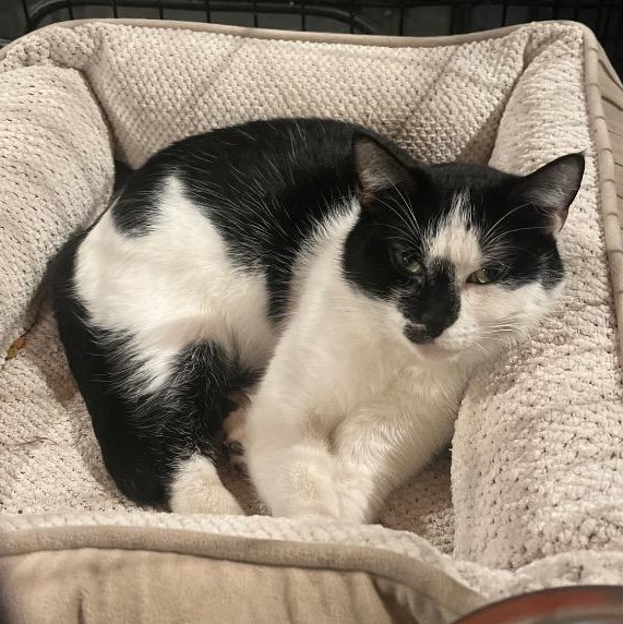 Jersey, ADOPTABLE, Adult Female Domestic Short Hair.