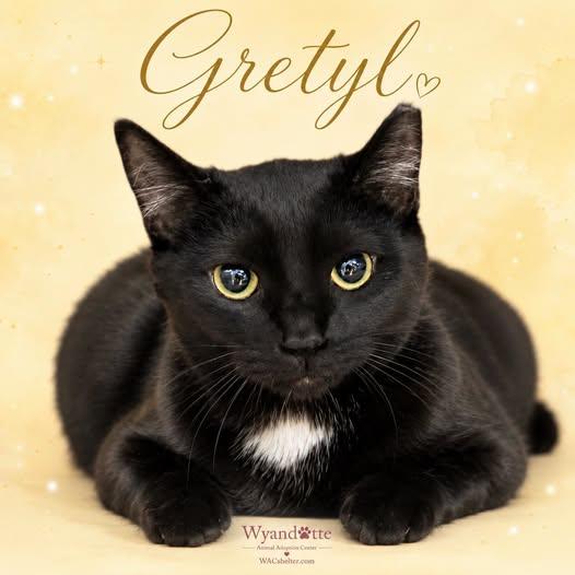 Enlarge GRETYL, a Adoptable Domestic Short Hair in Wyandotte, MI image 1/2