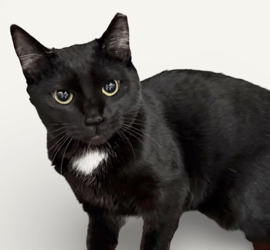 Enlarge GRETEL (playful little girl), a Adoptable Domestic Short Hair in Wyandotte, MI image 2/3