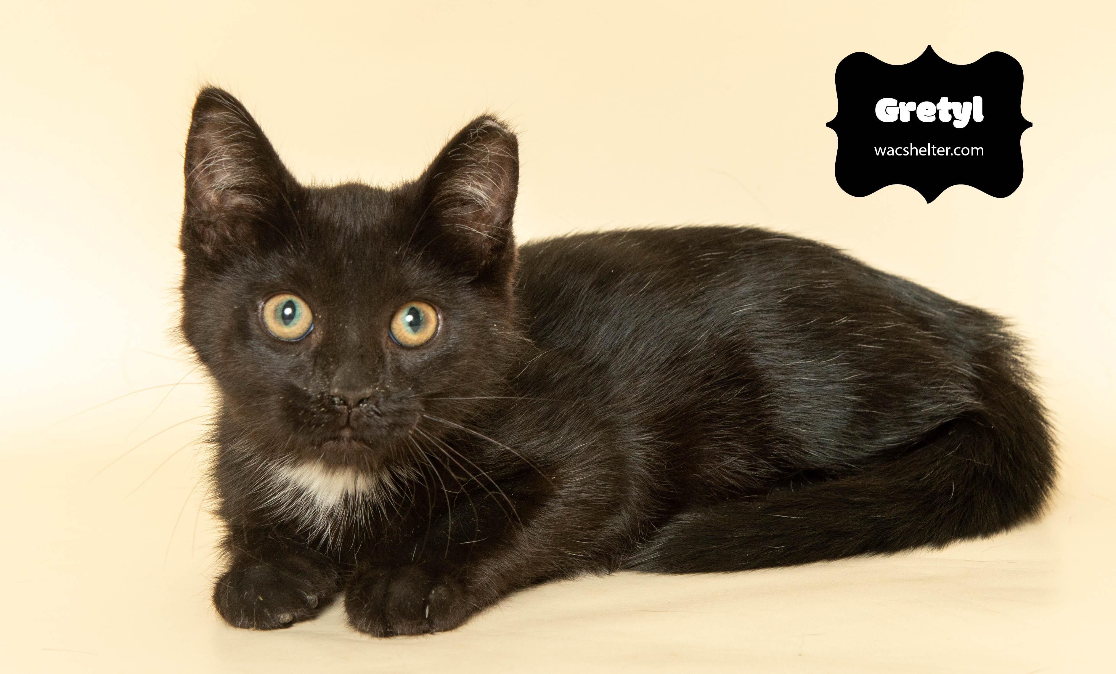 GRETEL (playful little girl), a Adoptable Domestic Short Hair in Wyandotte, MI image 2/2