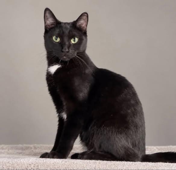 GRETYL, Adoptable, Young Female Domestic Short Hair.