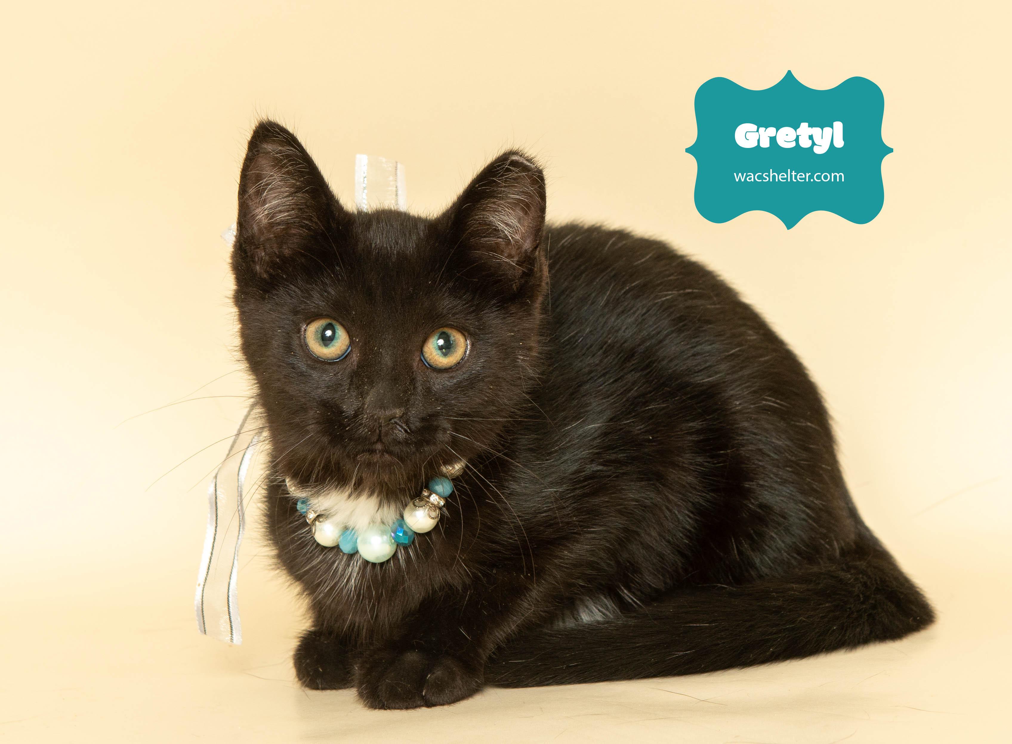 GRETEL (playful little girl), Adoptable, Kitten Female Domestic Short Hair.