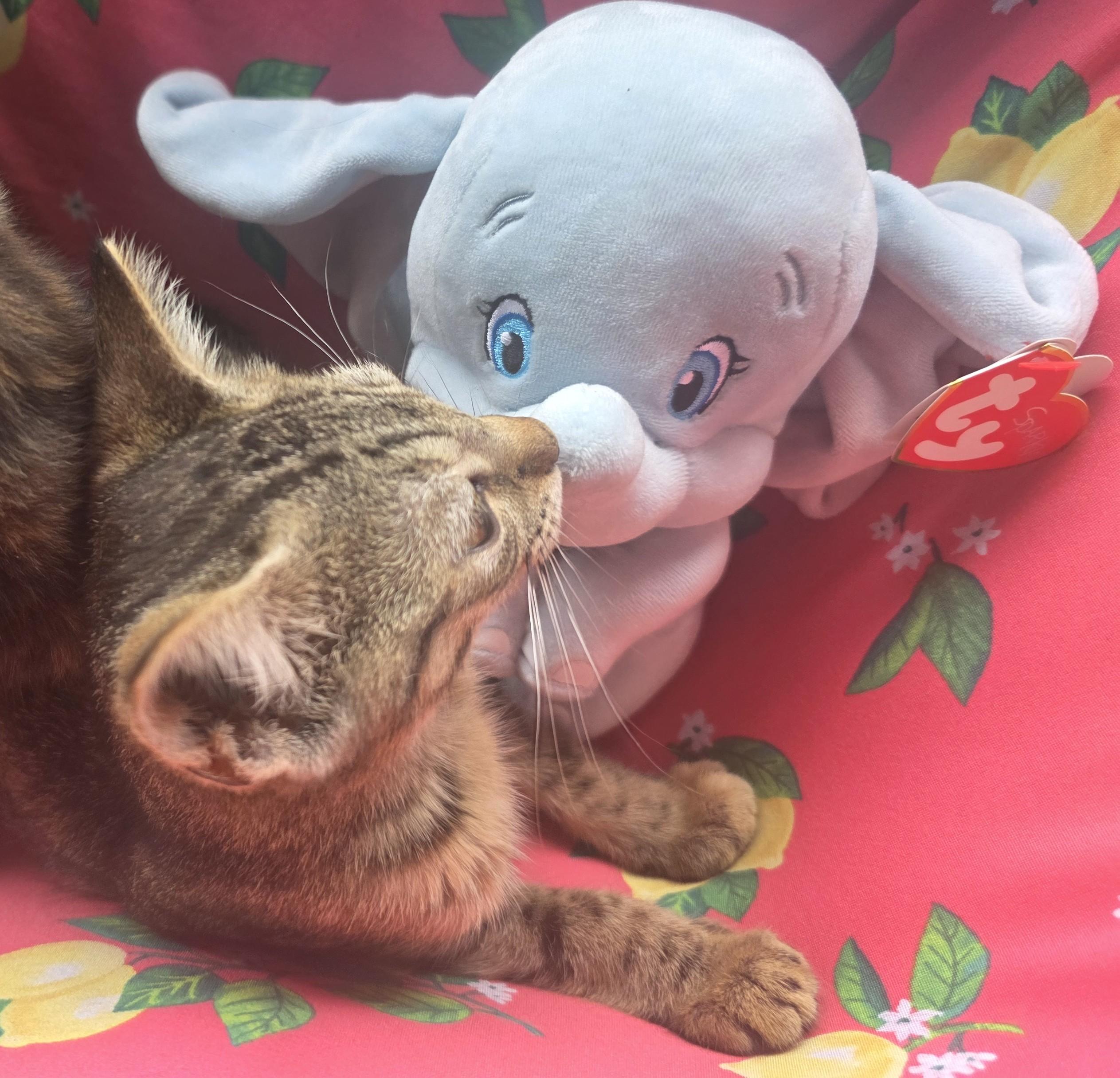 Millicent, adopted, Young Female Tabby.