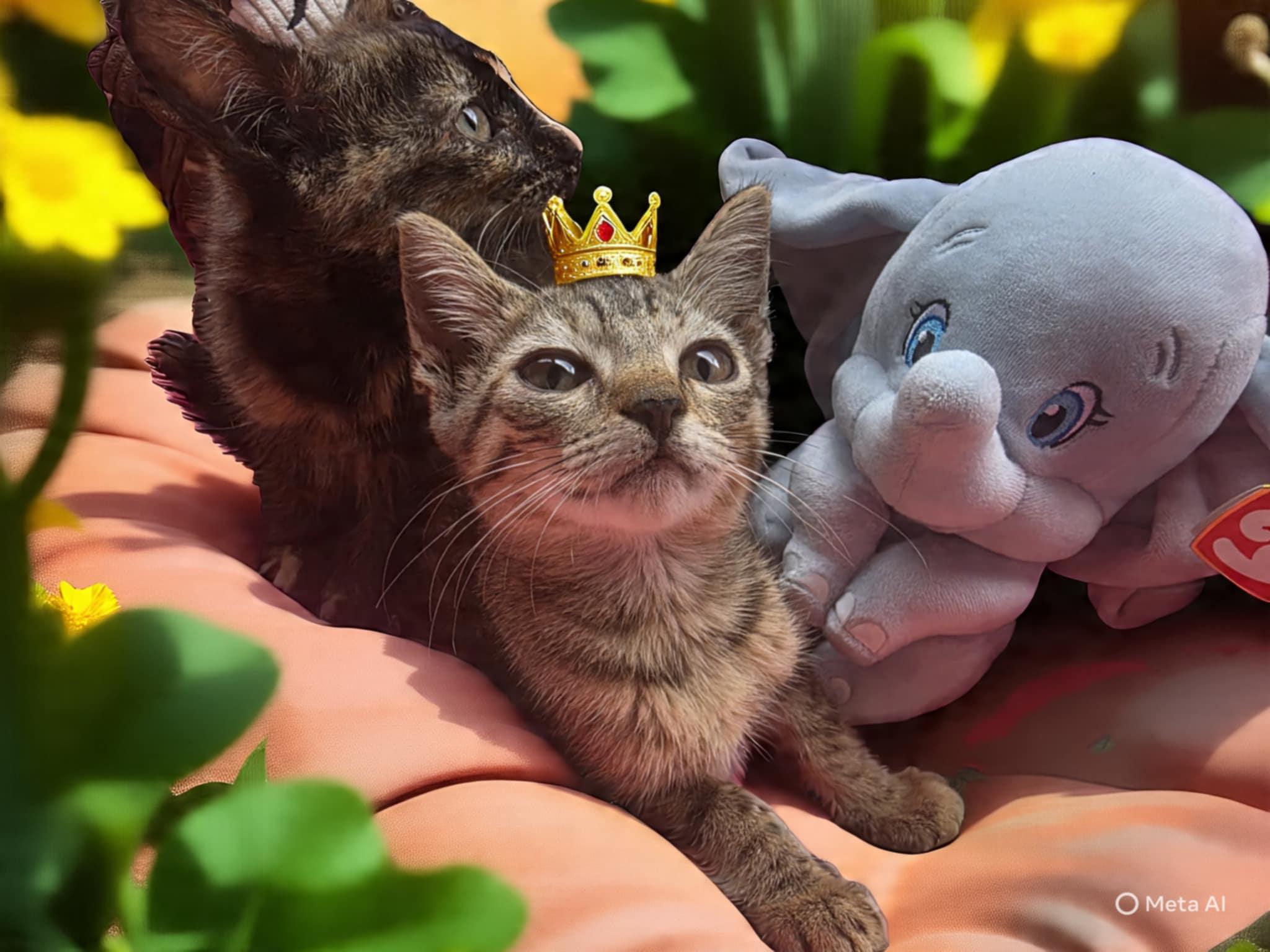 Enlarge Millicent, an adopted Tabby in Boca Raton, FL image 2/2