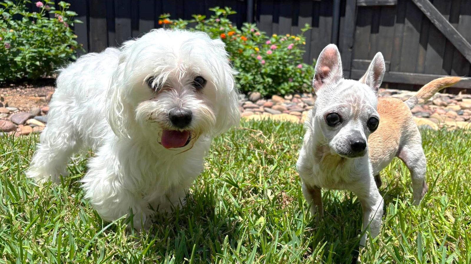 Edna the Spicy Chi TX, Adoptable, Senior Female Chihuahua.