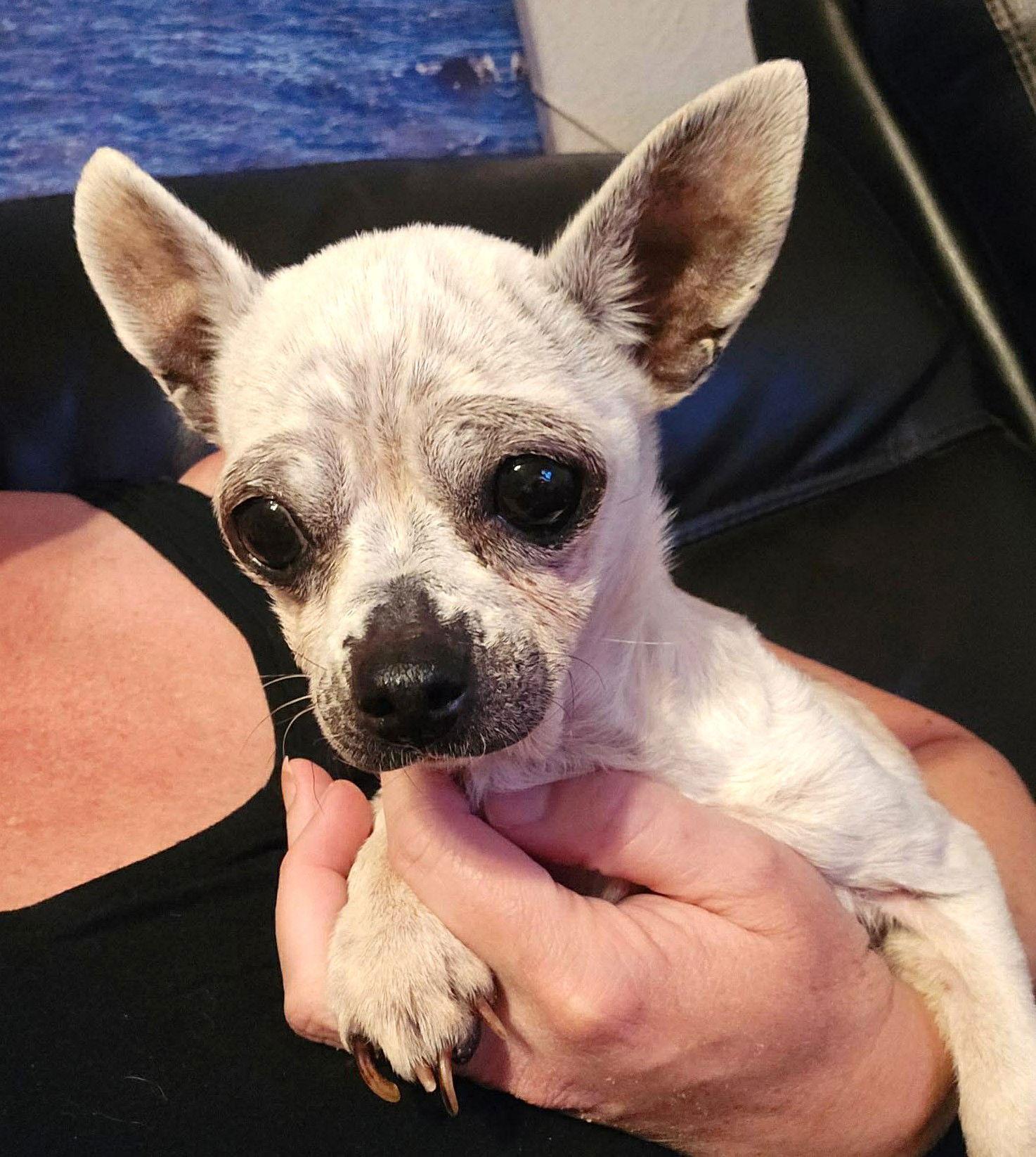 Edna the Spicy Chi TX, a Adoptable Chihuahua in Boonton, NJ image 1/3