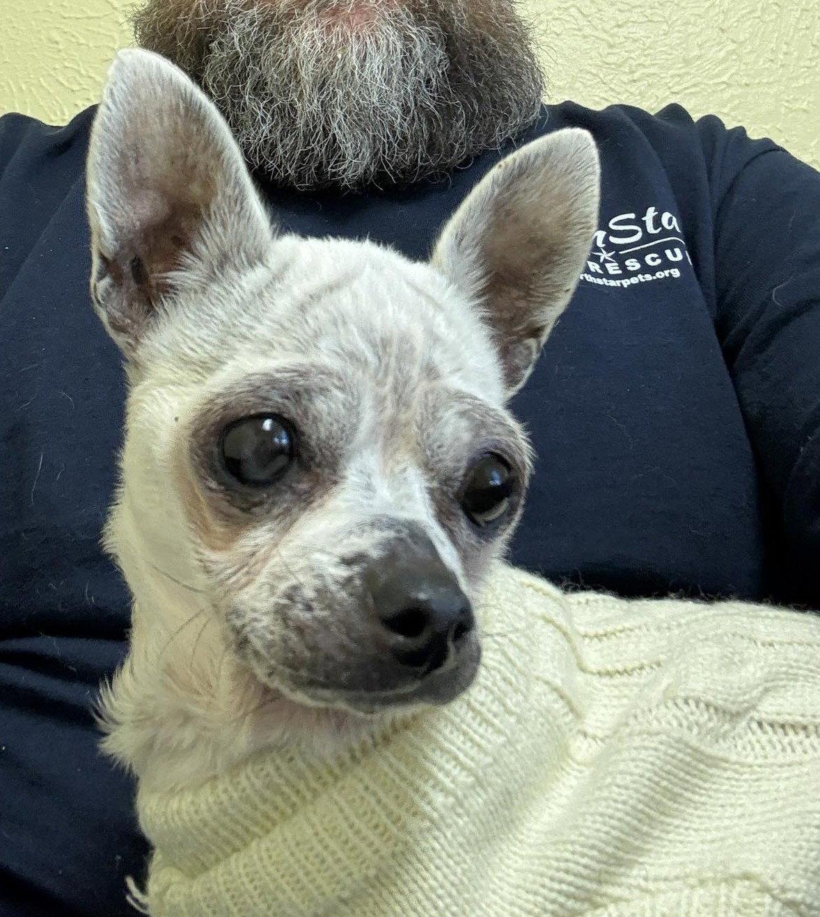 Edna the Spicy Chi TX, Adoptable, Senior Female Chihuahua.