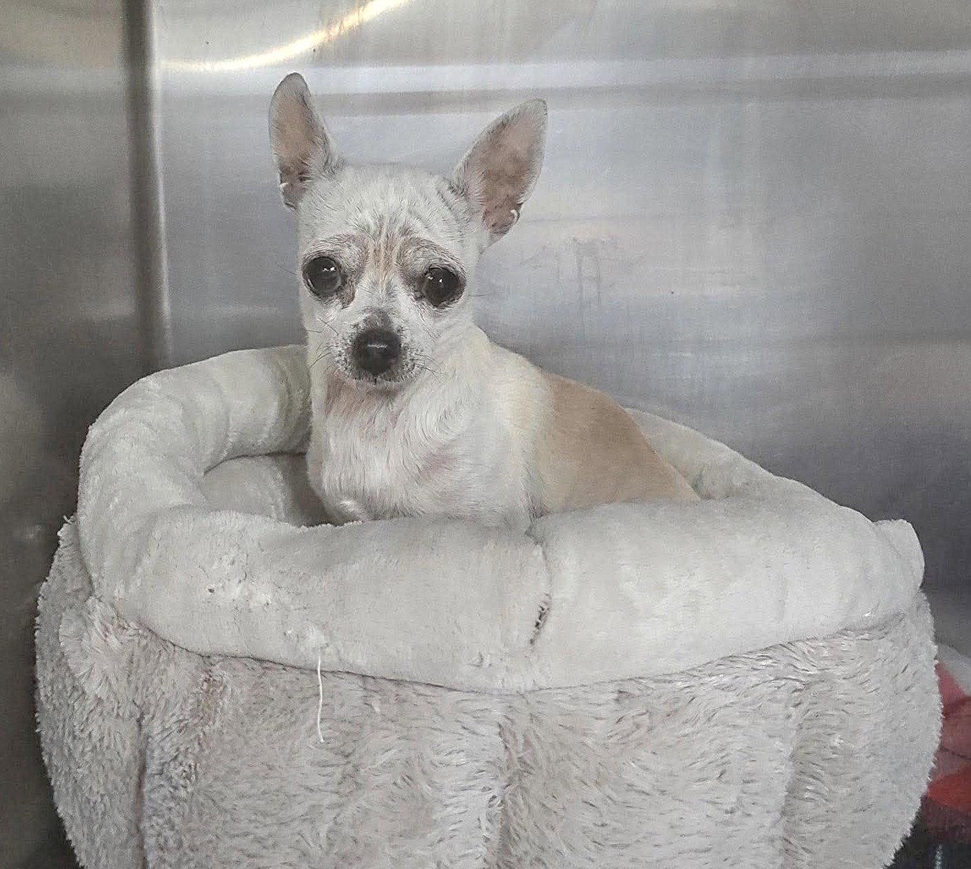 Enlarge Edna the Spicy Chi TX, a Adoptable Chihuahua in Boonton, NJ image 2/3
