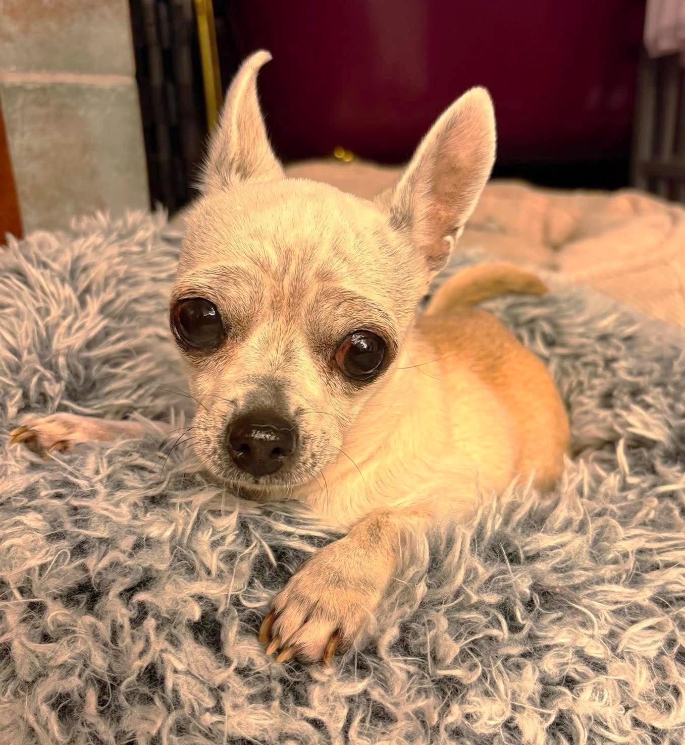 Enlarge Edna the Spicy Chi TX, a Adoptable Chihuahua in Boonton, NJ image 3/3