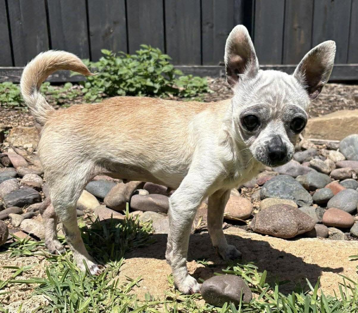 Edna the Spicy Chi TX, Adoptable, Senior Female Chihuahua.