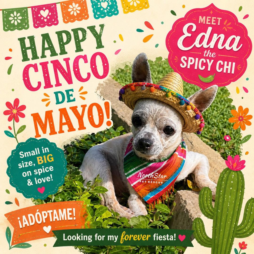 Edna the Spicy Chi TX, a Adoptable Chihuahua in Boonton, NJ image 2/3