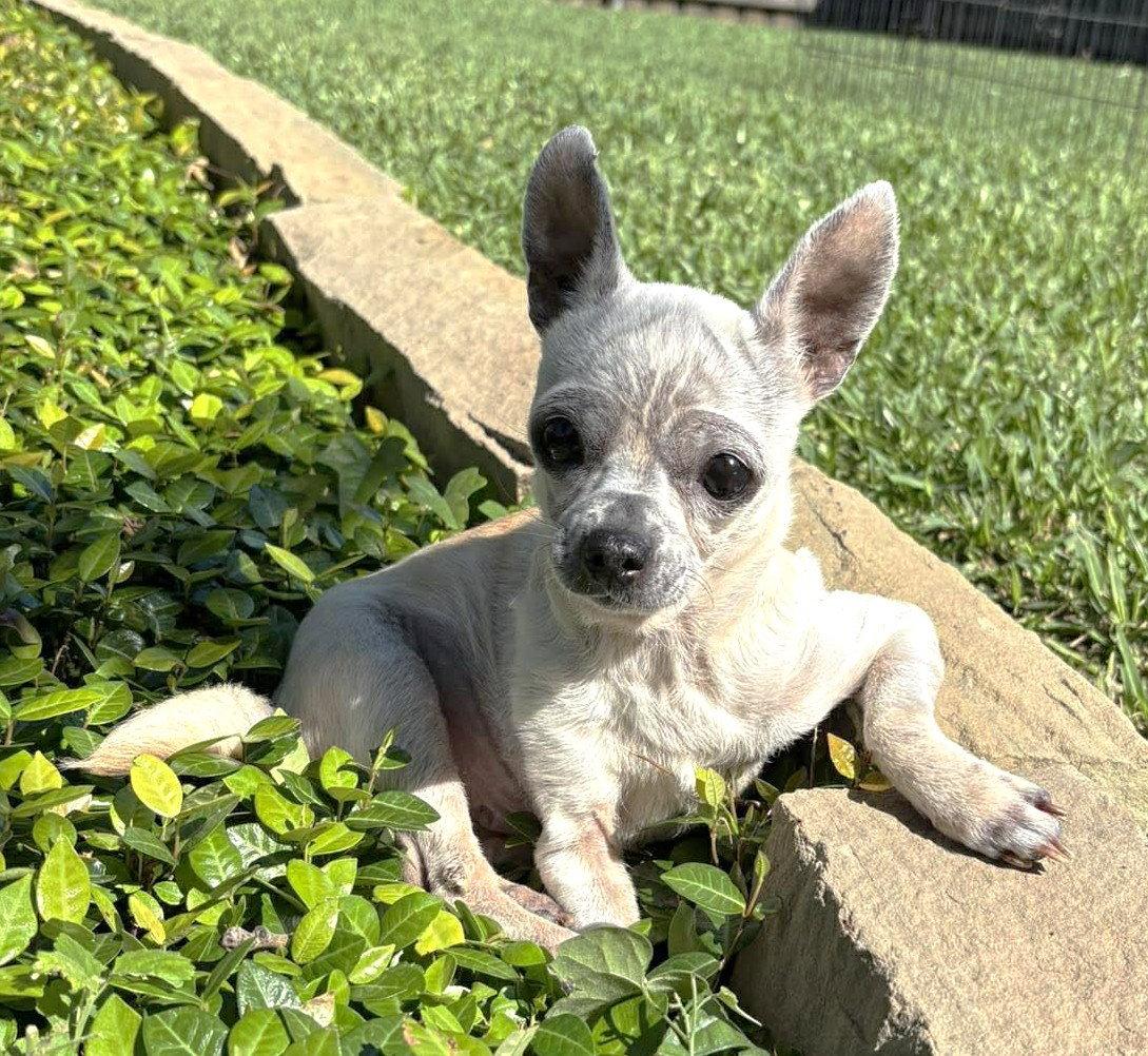 Edna the Spicy Chi TX, a Adoptable Chihuahua in Boonton, NJ image 3/3