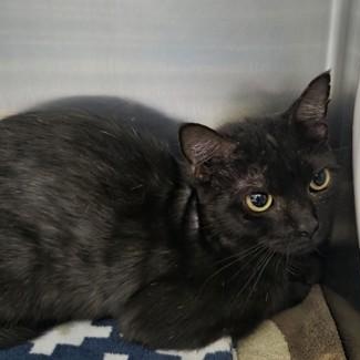 Enlarge Fruit Loop, a Adoptable Domestic Short Hair in Worcester, MA image 1/1