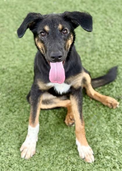 Enlarge Bellatrix, a Adoptable mixed breed in Red Bluff, CA image 3/3