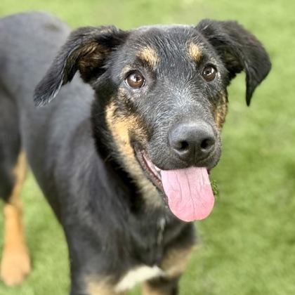 Enlarge Bellatrix, a Adoptable mixed breed in Red Bluff, CA image 2/3