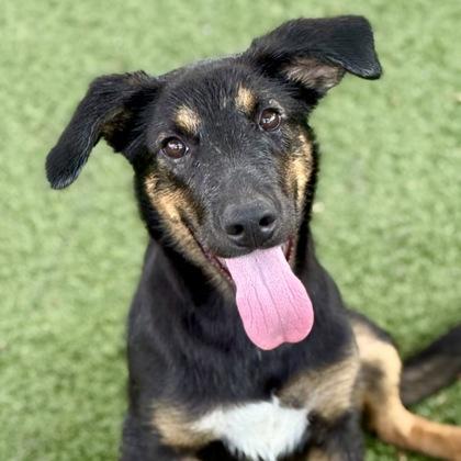 Enlarge Bellatrix, a Adoptable mixed breed in Red Bluff, CA image 1/3