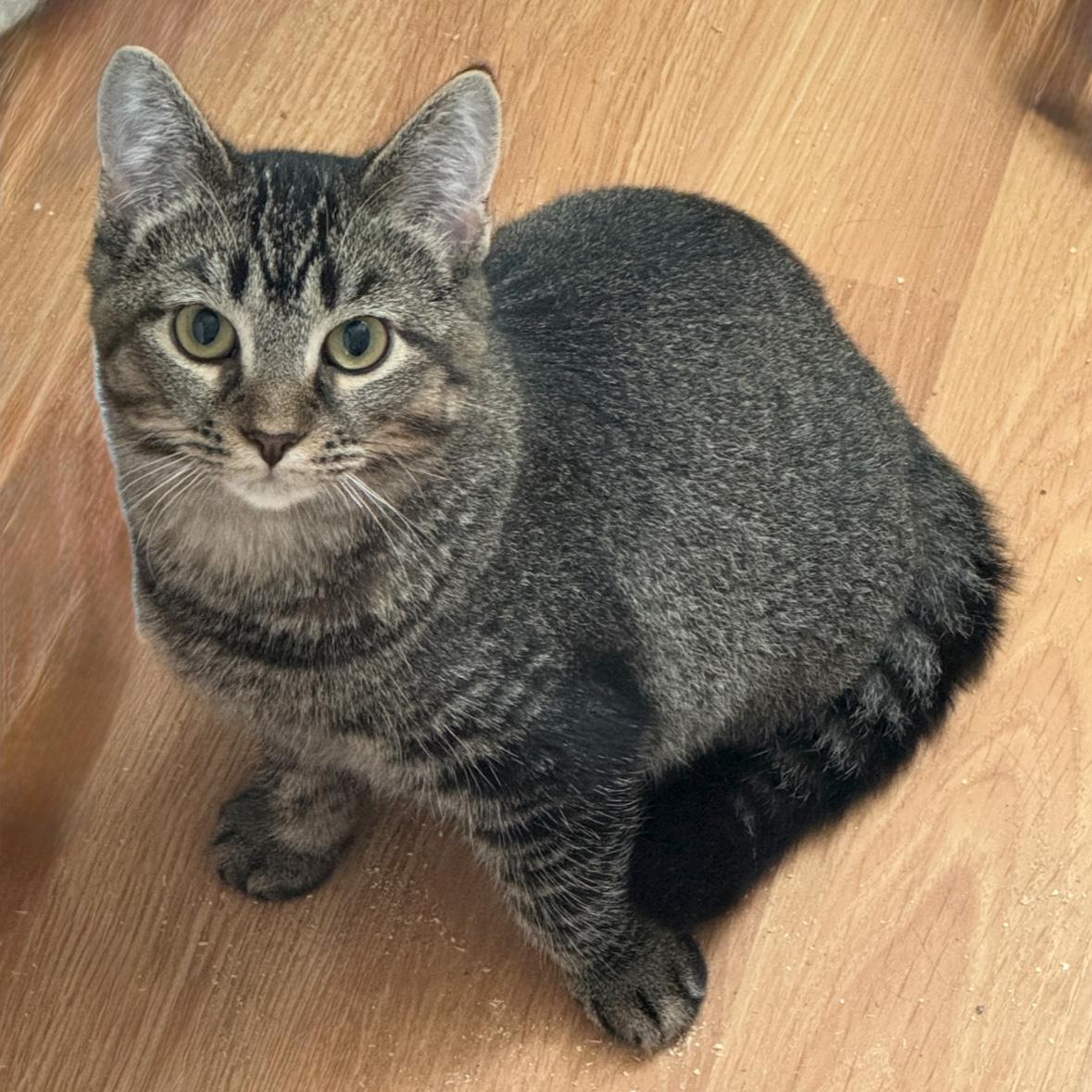 Enlarge Lillibet, a Adoptable Domestic Short Hair in Fair Haven, VT image 2/6