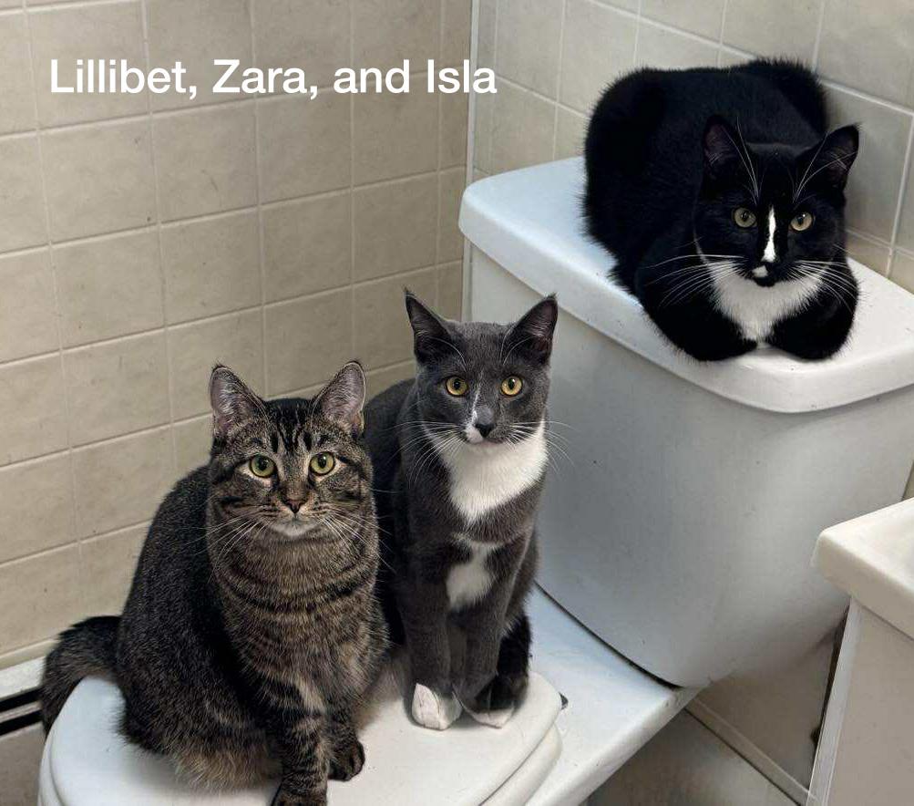 Enlarge Lillibet, a Adoptable Domestic Short Hair in Fair Haven, VT image 6/6