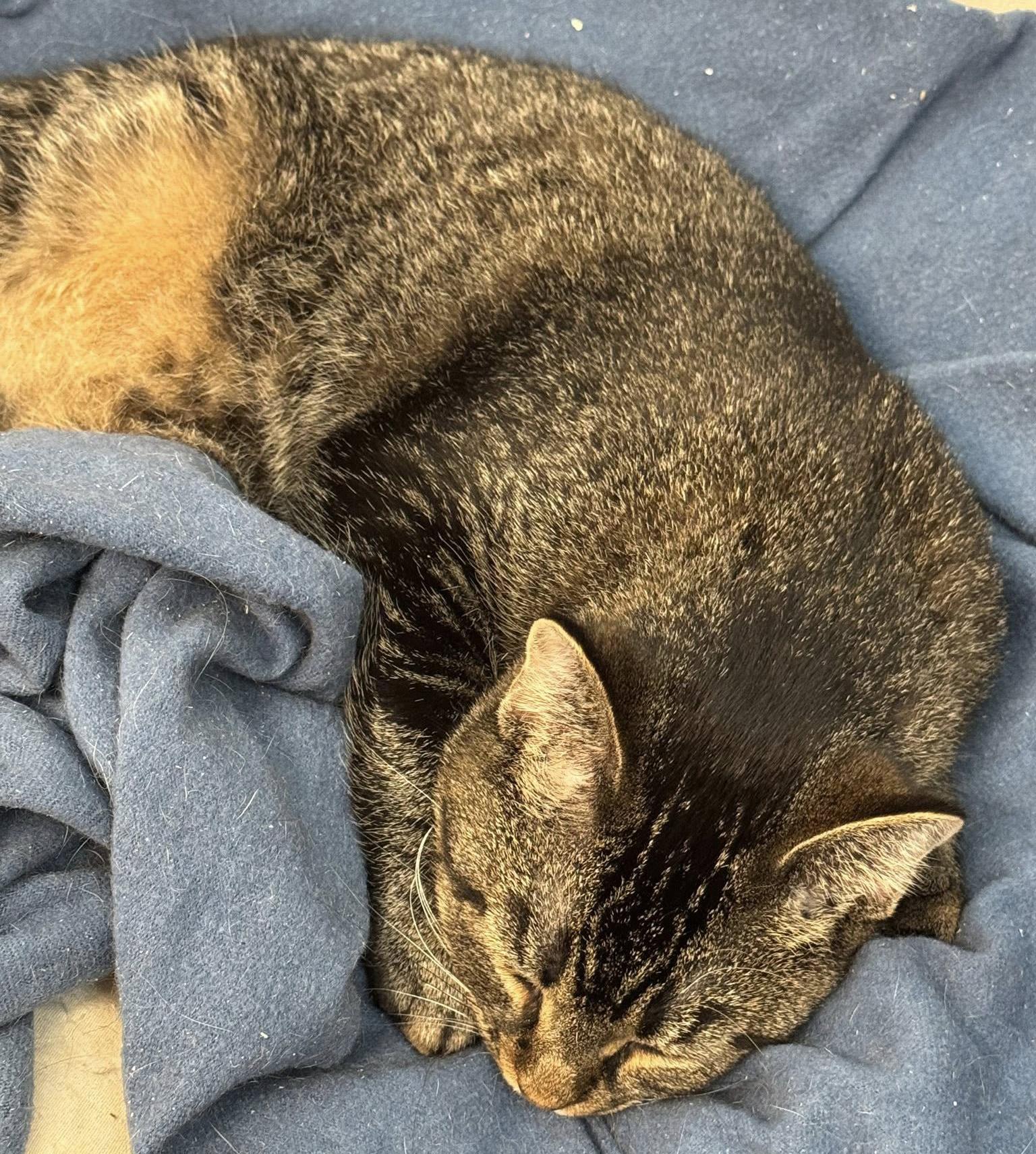 Enlarge Lillibet, a Adoptable Domestic Short Hair in Fair Haven, VT image 3/6