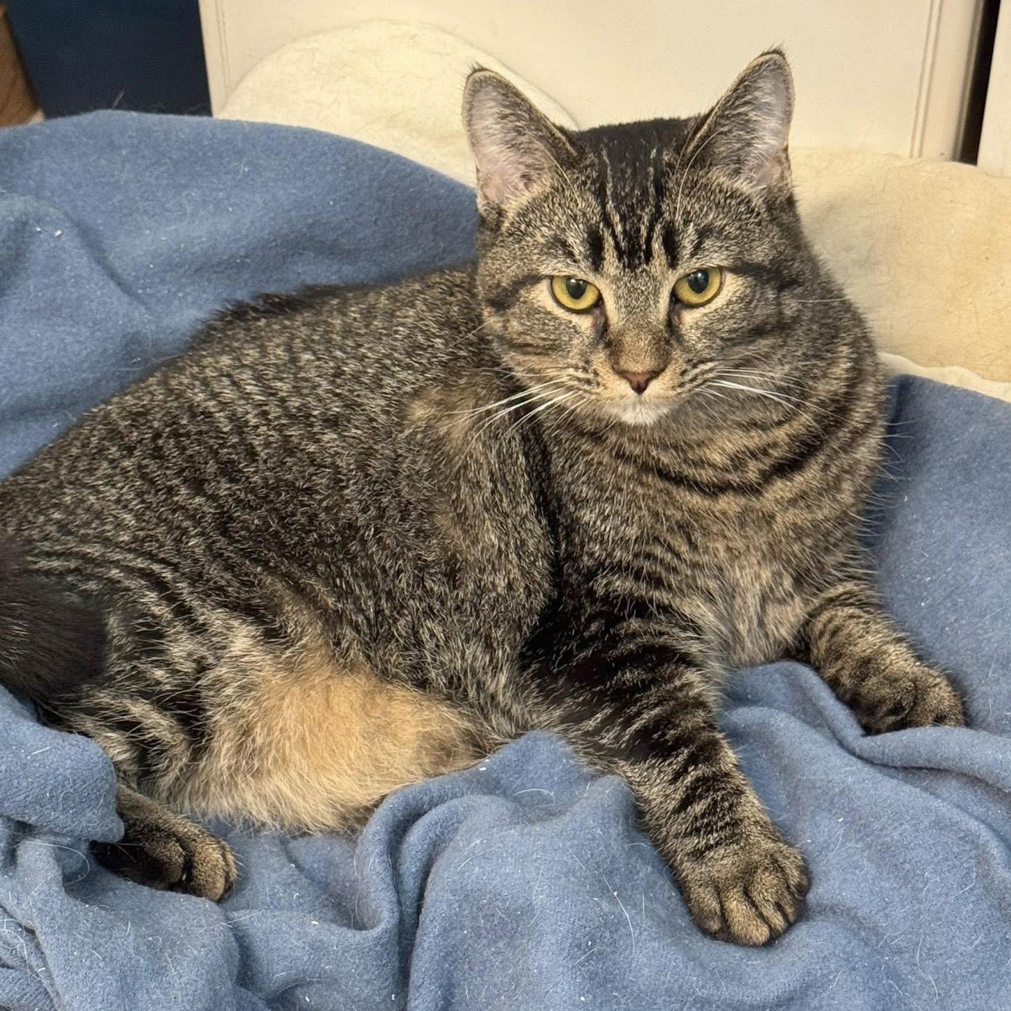 Enlarge Lillibet, a Adoptable Domestic Short Hair in Fair Haven, VT image 4/6