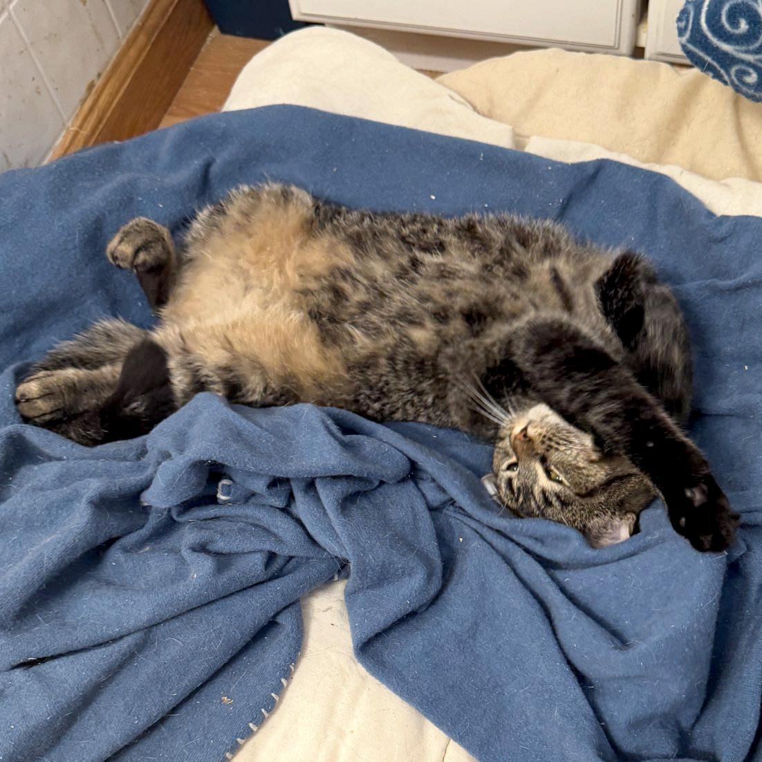 Enlarge Lillibet, a Adoptable Domestic Short Hair in Fair Haven, VT image 5/6