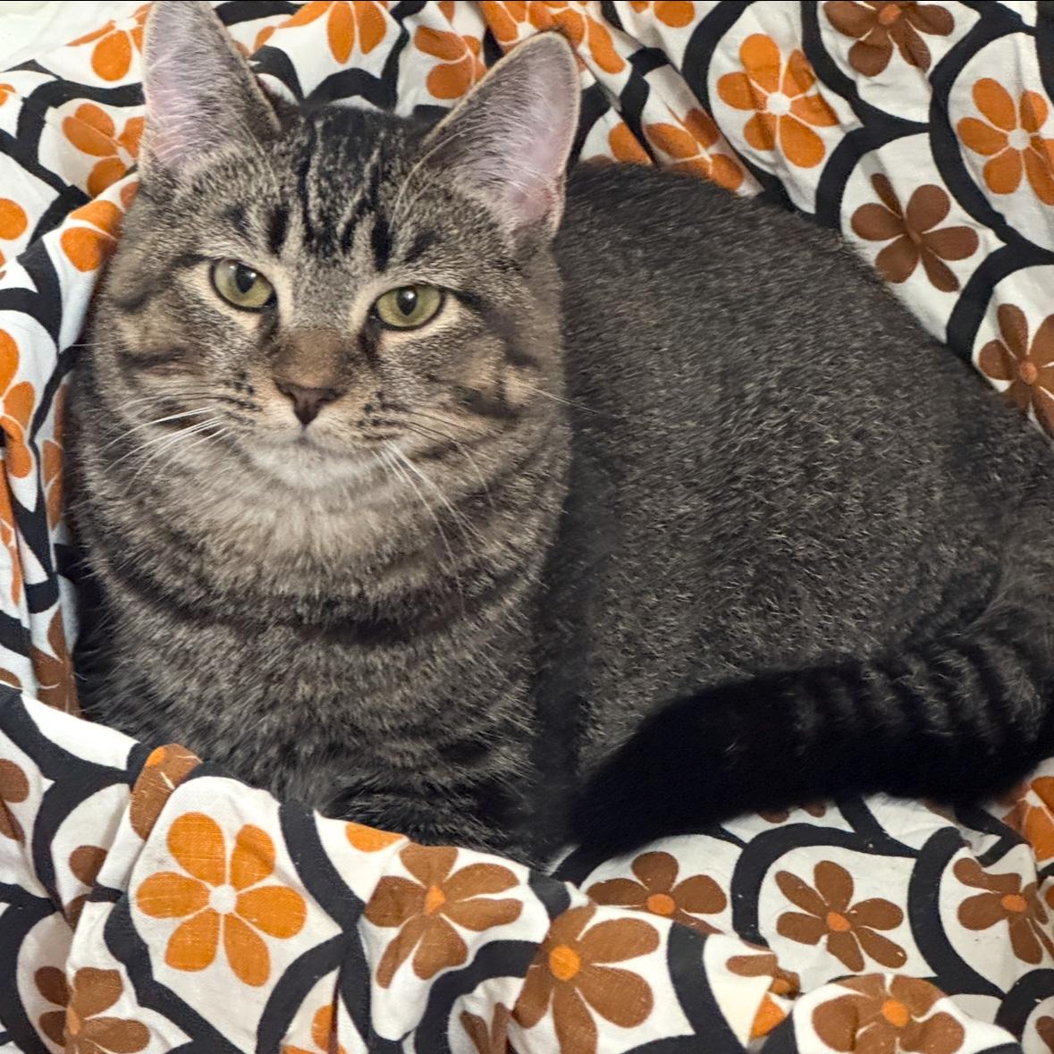 Enlarge Lillibet, a Adoptable Domestic Short Hair in Fair Haven, VT image 1/6