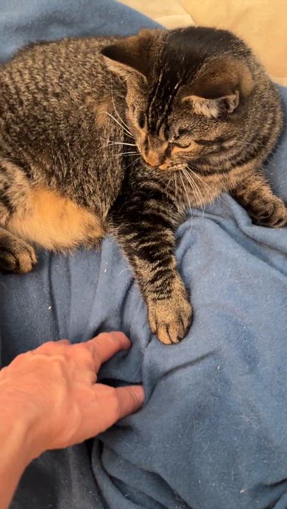 Enlarge Lillibet, a Adoptable Domestic Short Hair in Fair Haven, VT video 6/6