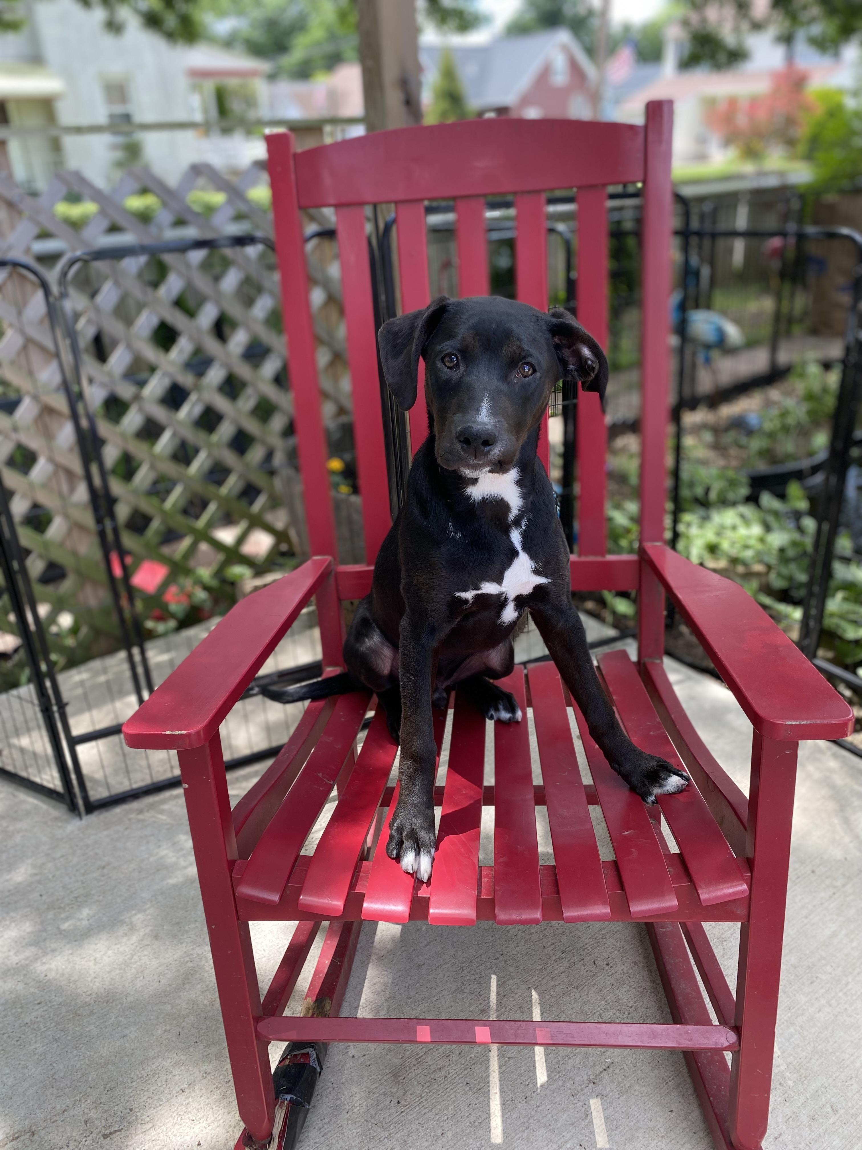 Aries, a ADOPTABLE mixed breed in Hatfield, PA image 4/6