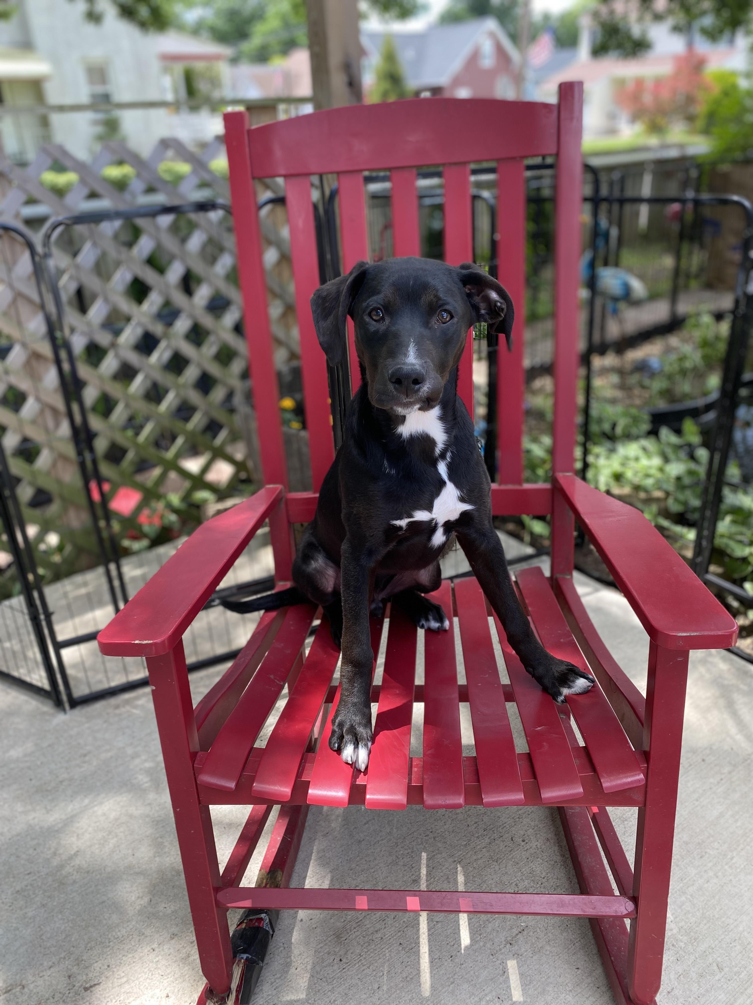 Aries, a ADOPTABLE mixed breed in Hatfield, PA image 6/6