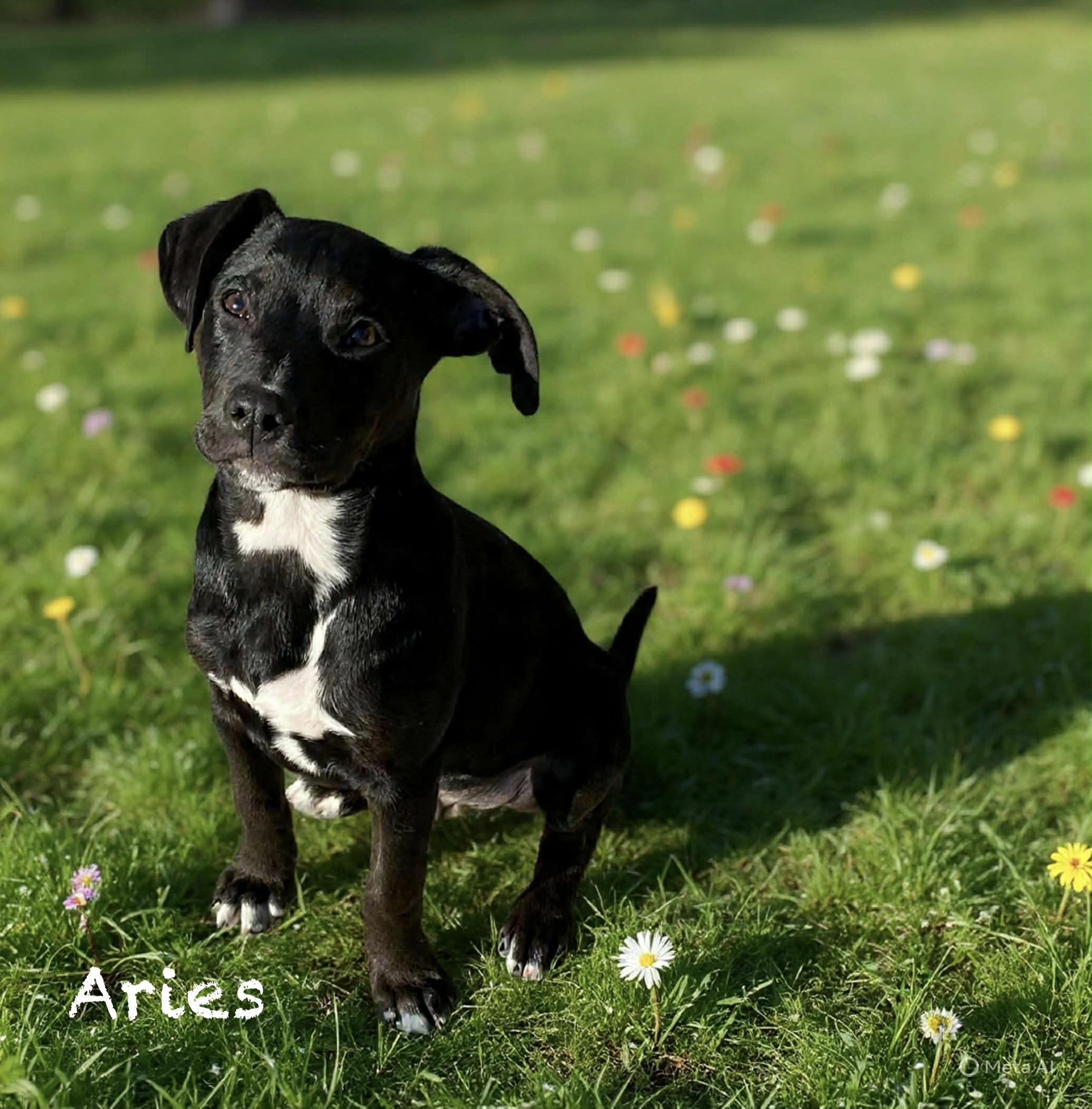 Aries, a ADOPTABLE mixed breed in Hatfield, PA image 3/3