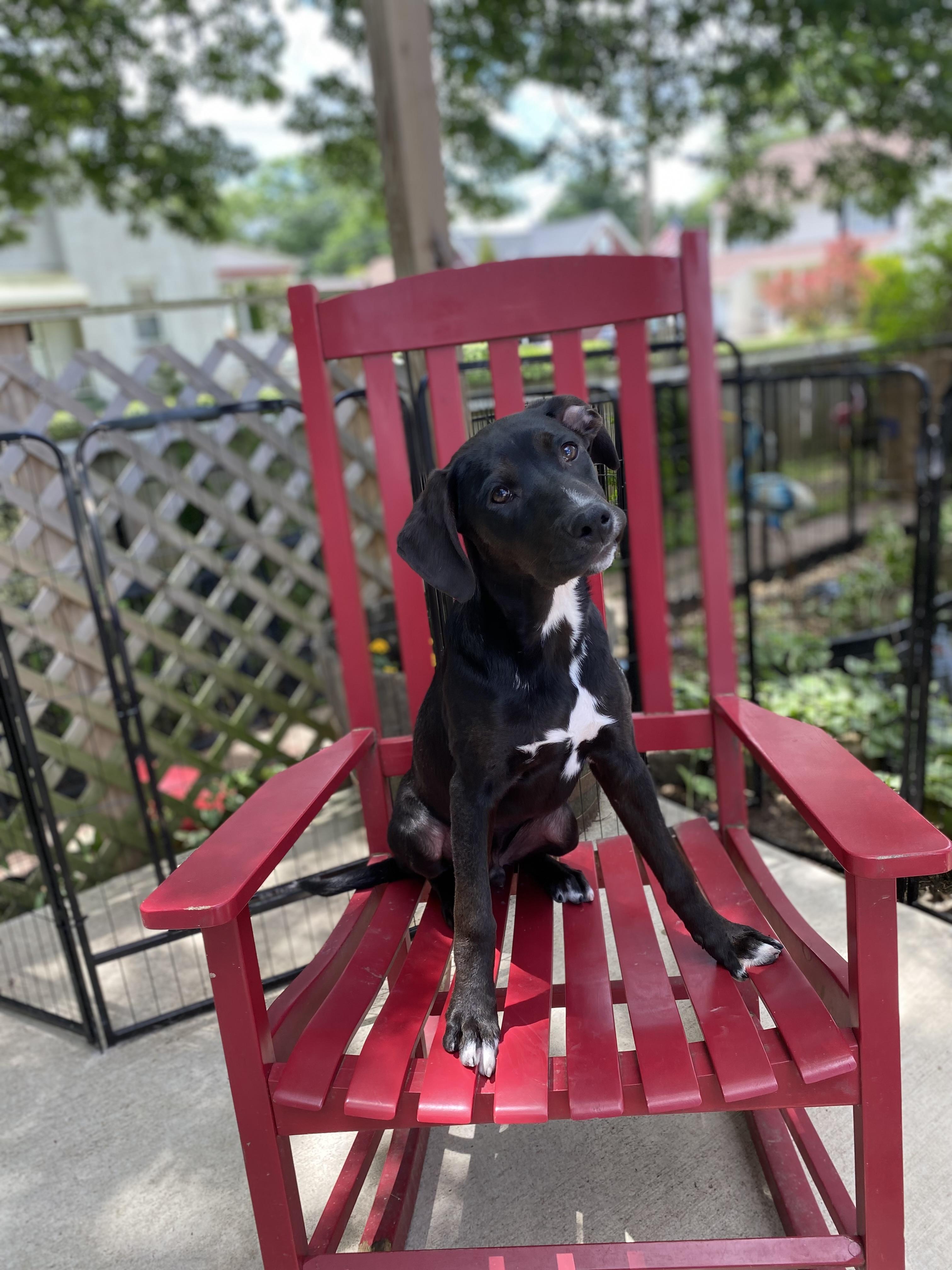 Aries, a ADOPTABLE mixed breed in Hatfield, PA image 3/6