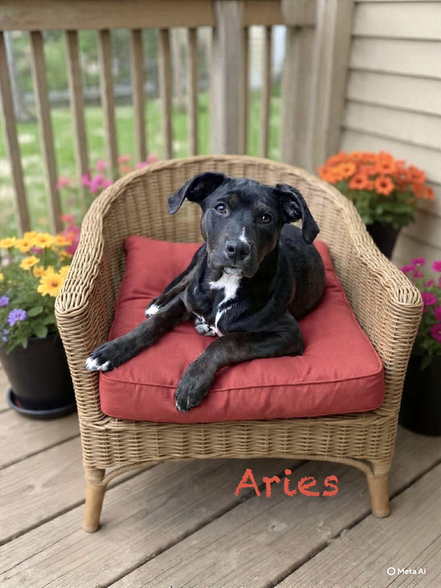 Aries, a ADOPTABLE mixed breed in Hatfield, PA image 1/3