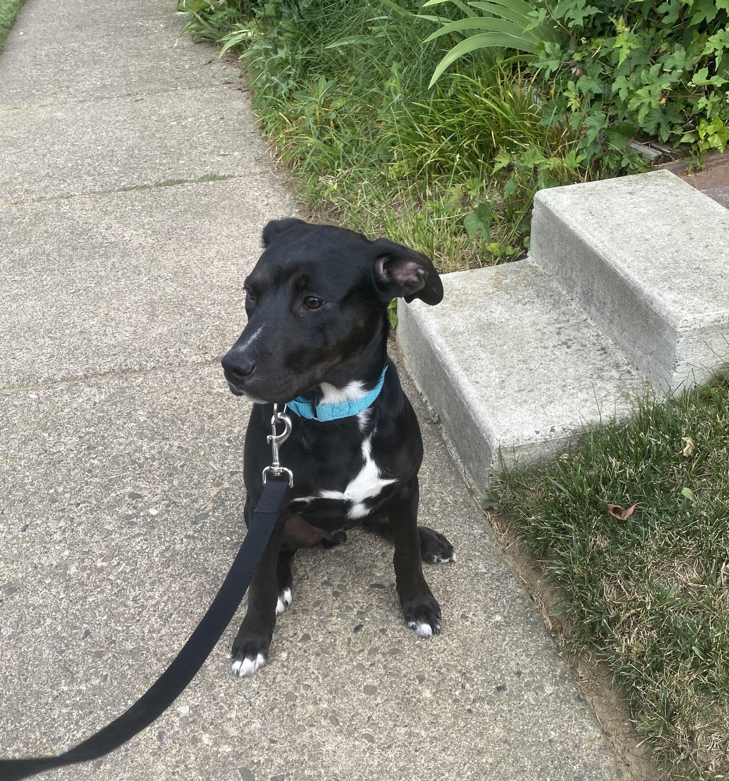 Aries, a ADOPTABLE mixed breed in Hatfield, PA image 2/6