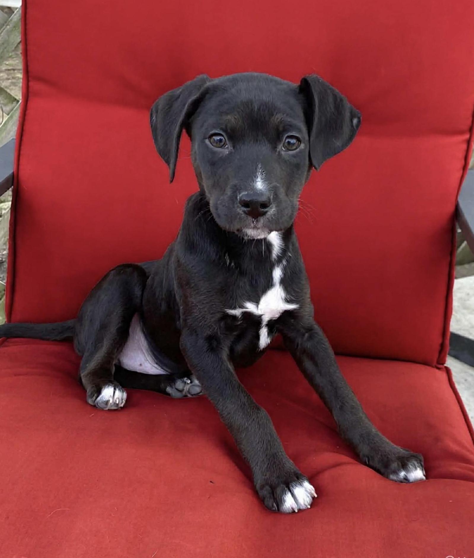 Aries, ADOPTABLE, Puppy Male Labrador Retriever & Mixed Breed.