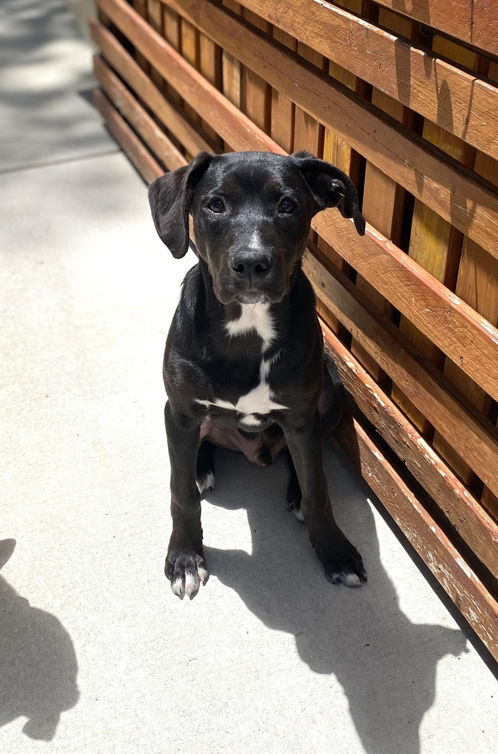 Aries, a ADOPTABLE mixed breed in Hatfield, PA image 5/6