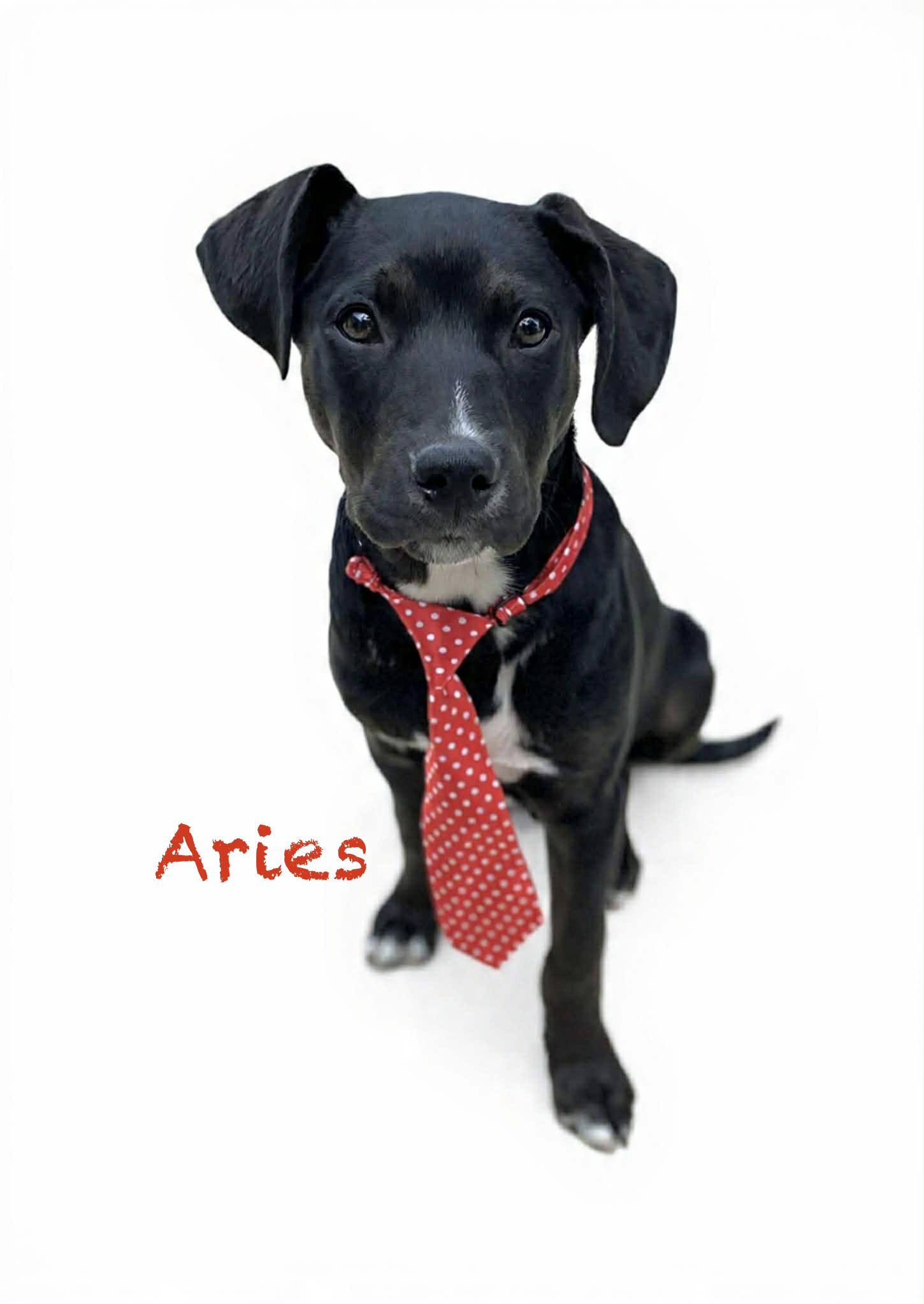 Aries, a ADOPTABLE mixed breed in Hatfield, PA image 2/3