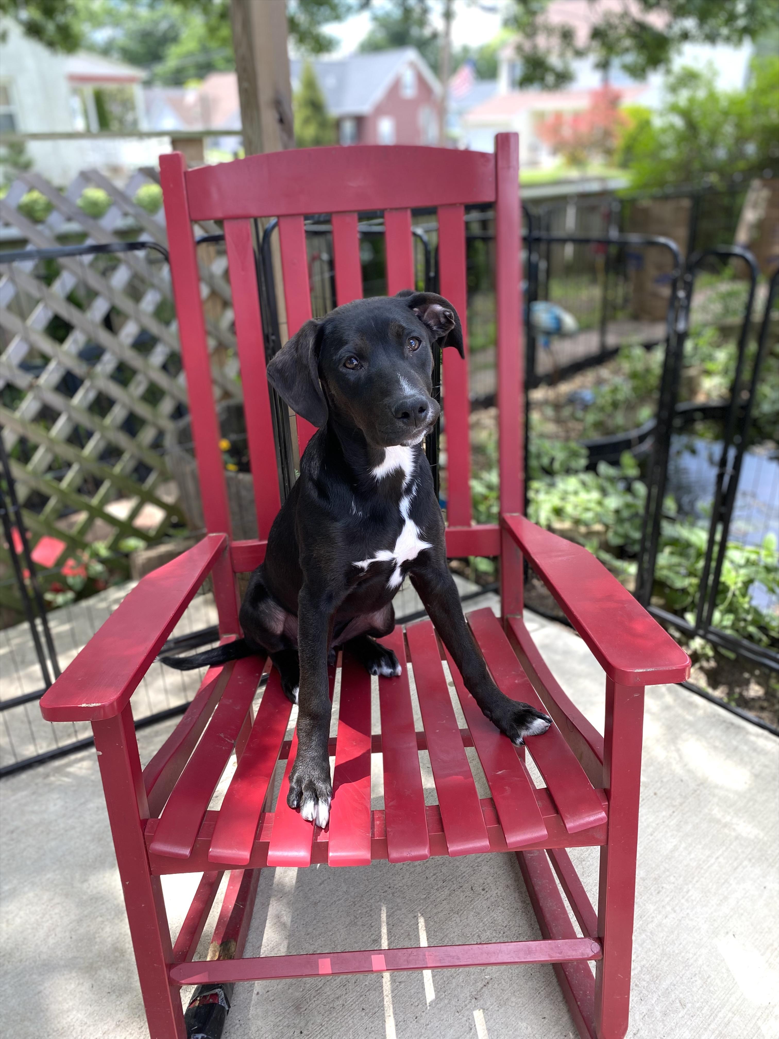 Aries, a ADOPTABLE mixed breed in Hatfield, PA image 1/6