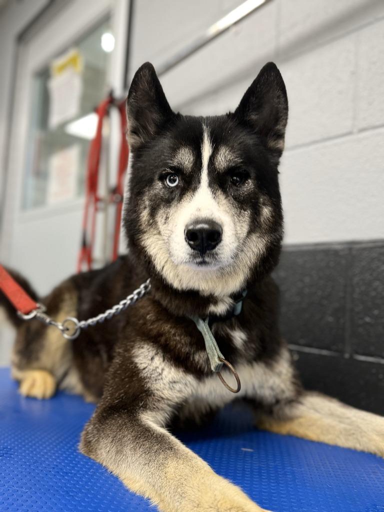 Enlarge PIRATE, a Adoptable Husky in Fremont, OH image 1/2