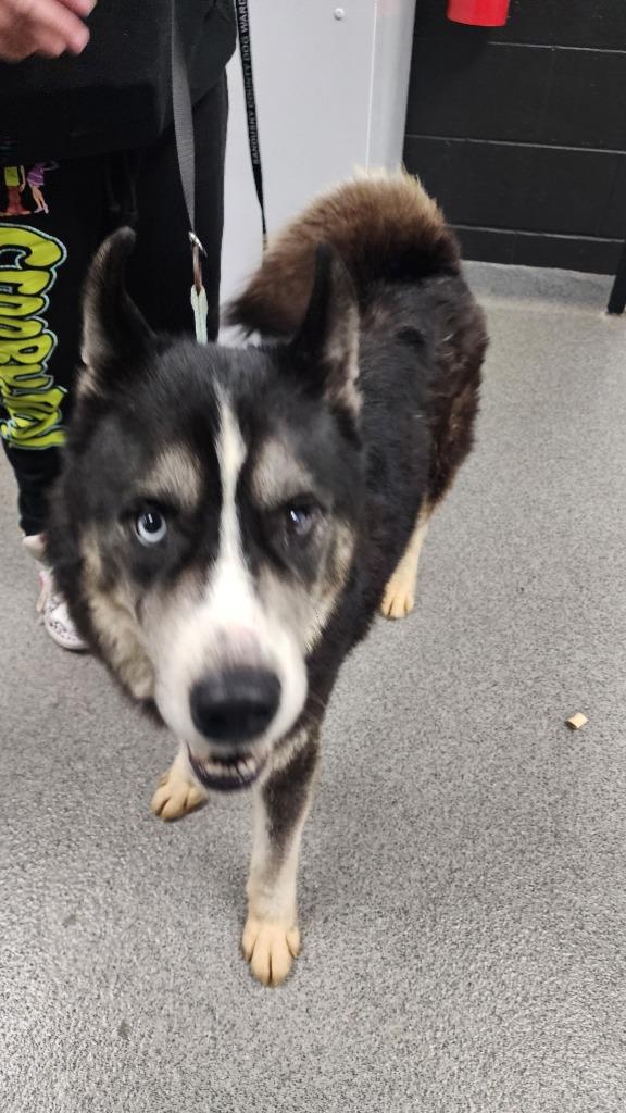Enlarge PIRATE, a Adoptable Husky in Fremont, OH image 2/2