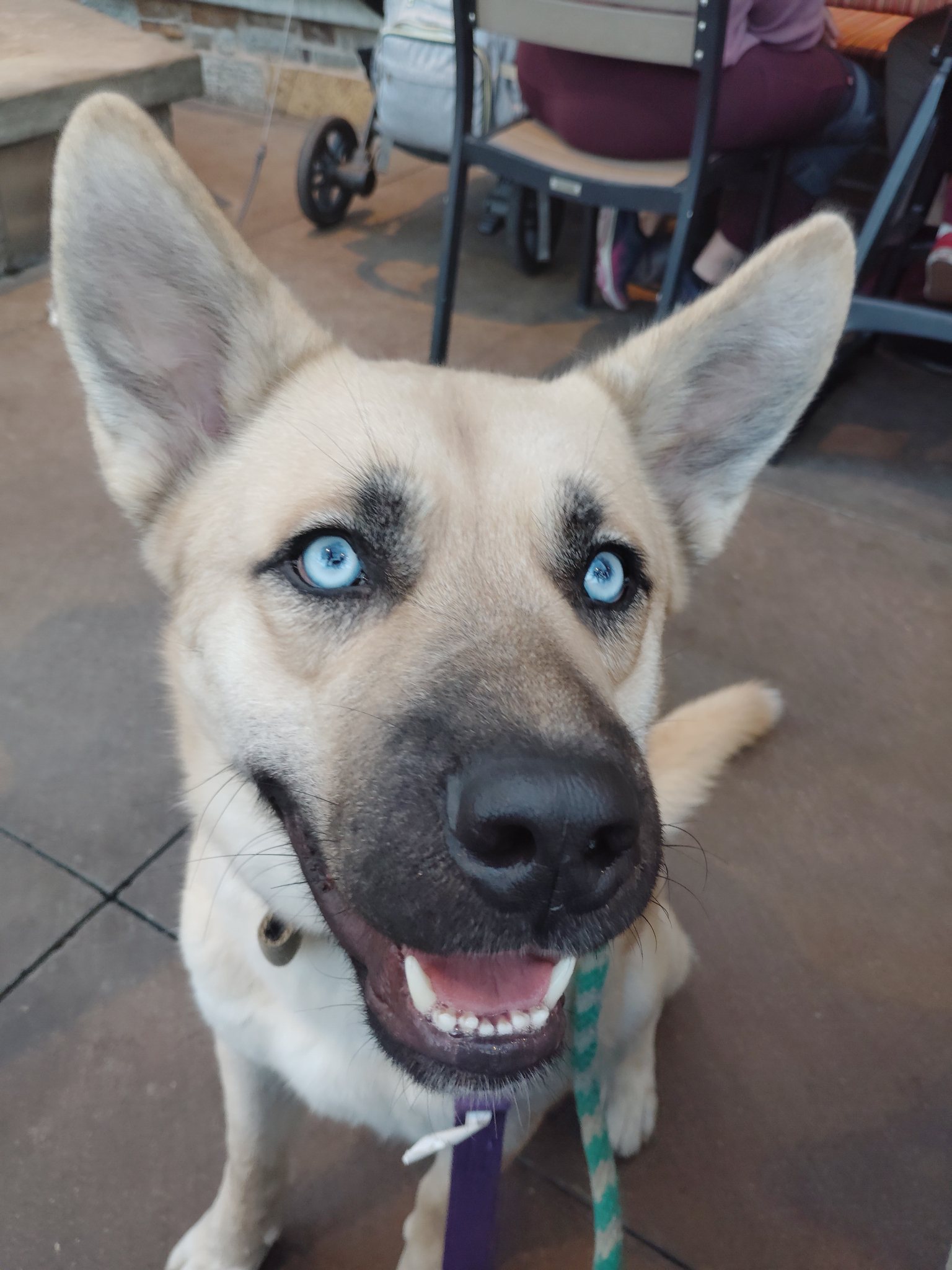 Mojito “Mo”, Adopted, Young Male Siberian Husky & Labrador Retriever.