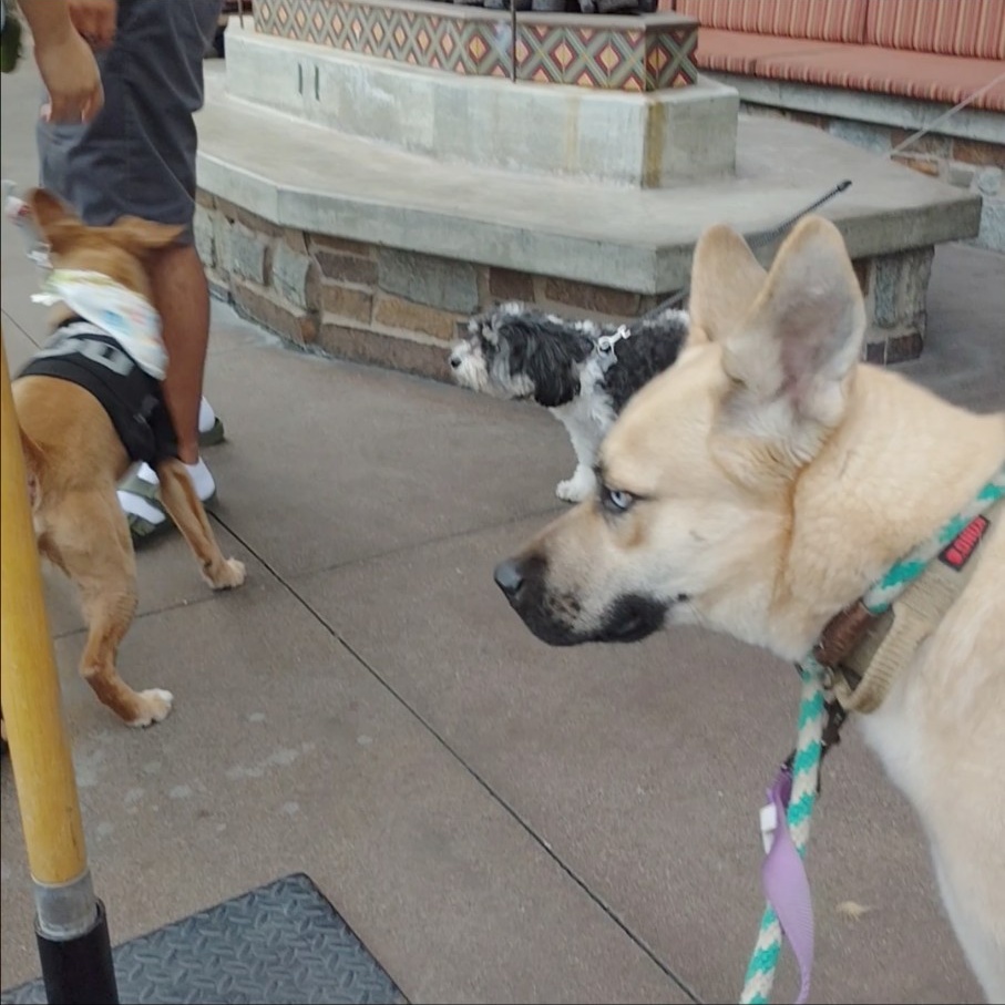 Mojito “Mo”, a Adopted mixed breed in Rancho Palos Verdes, CA image 6/6