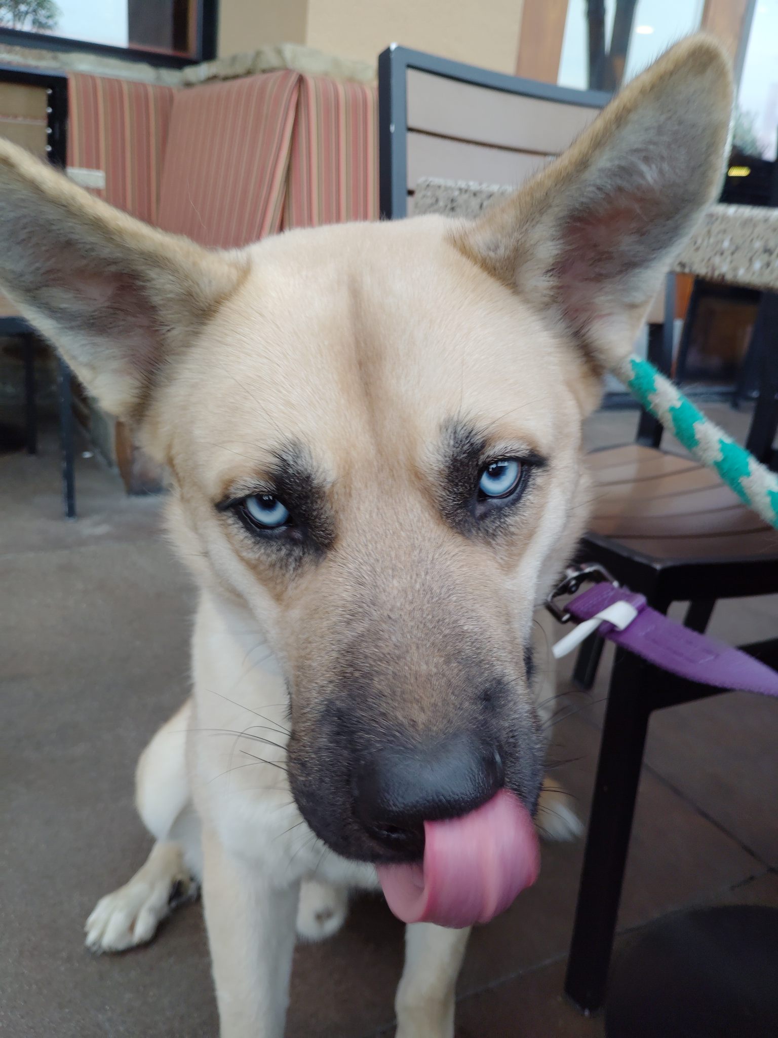 Mojito “Mo”, a Adopted mixed breed in Rancho Palos Verdes, CA image 4/6