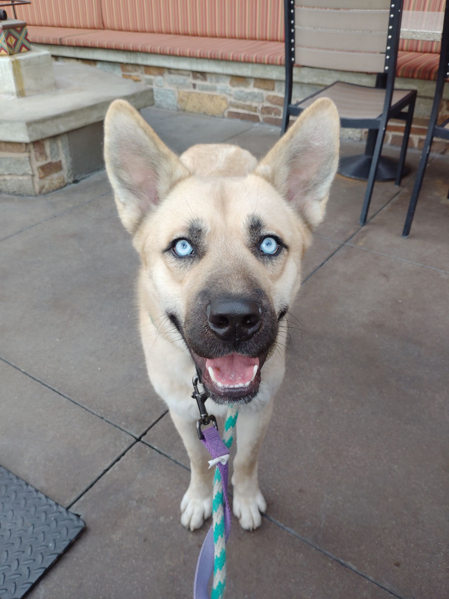 Mojito “Mo”, a Adopted mixed breed in Rancho Palos Verdes, CA image 5/6