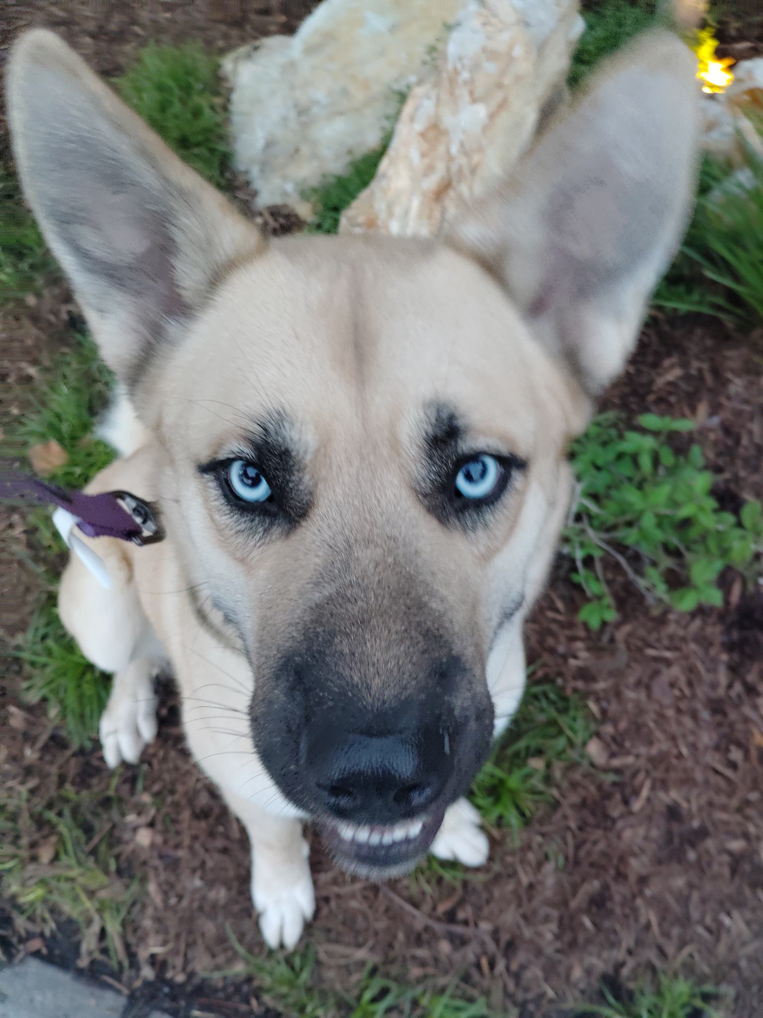 Mojito “Mo”, a Adopted mixed breed in Rancho Palos Verdes, CA image 2/6