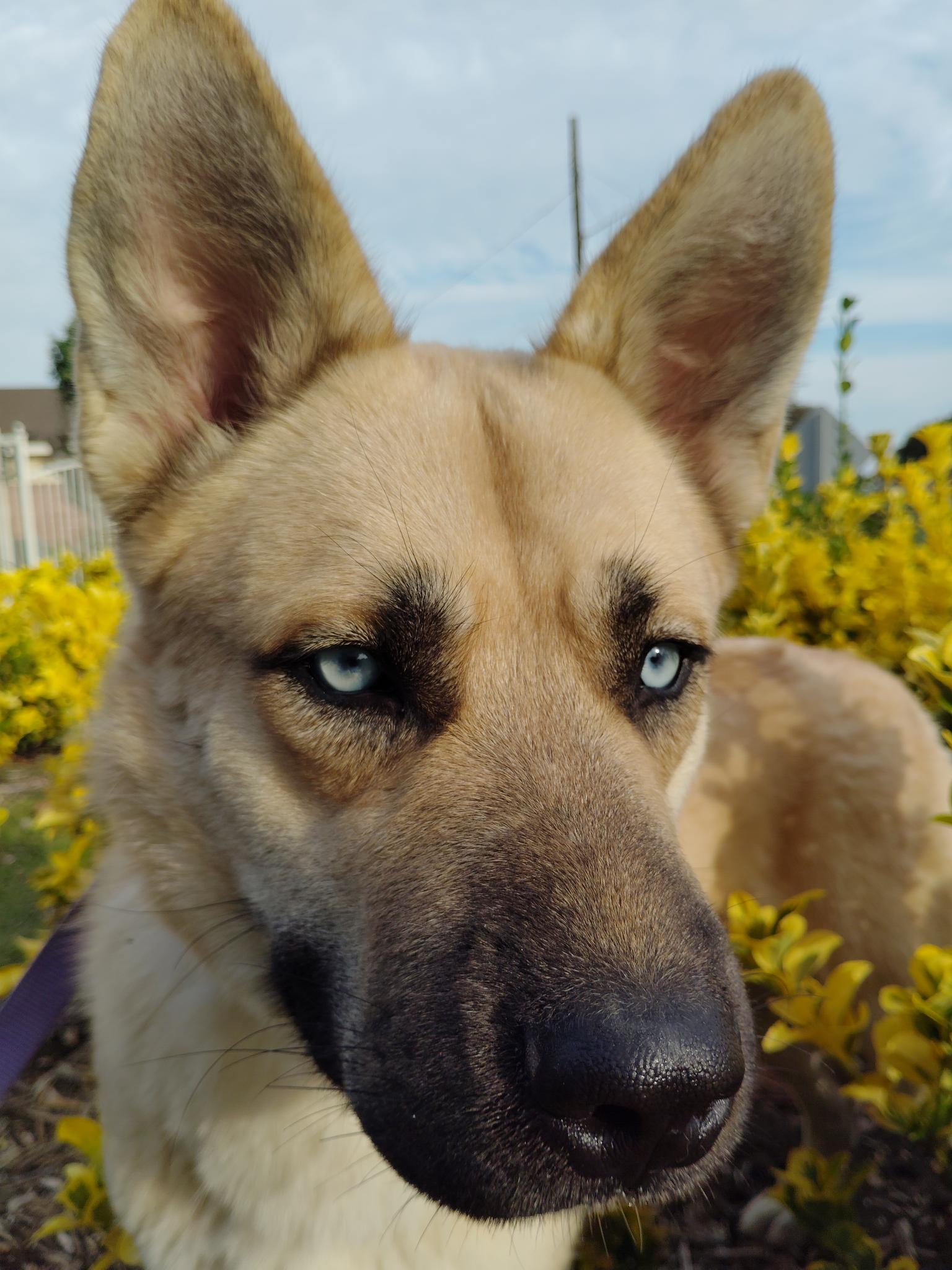 Mojito “Mo”, a Adopted mixed breed in Rancho Palos Verdes, CA image 3/6