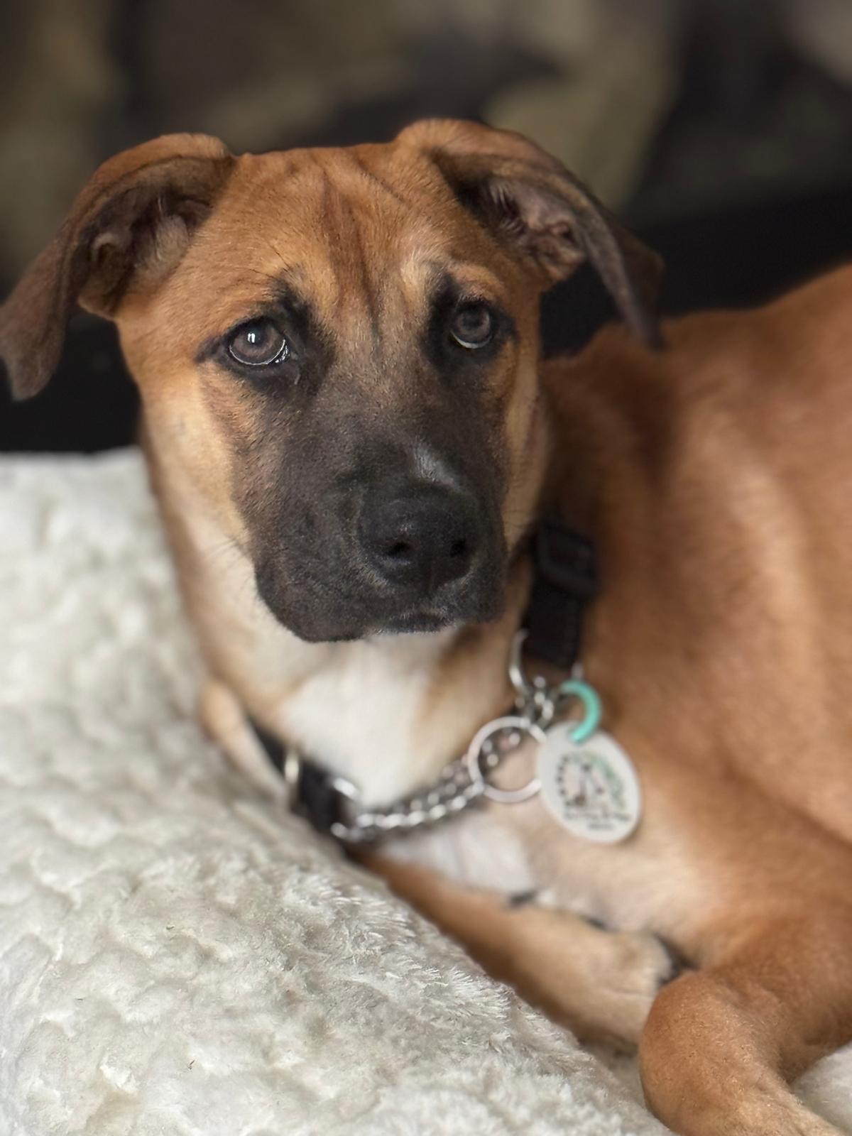 Sierra, an adoptable mixed breed in Newmarket, ON image 1/6