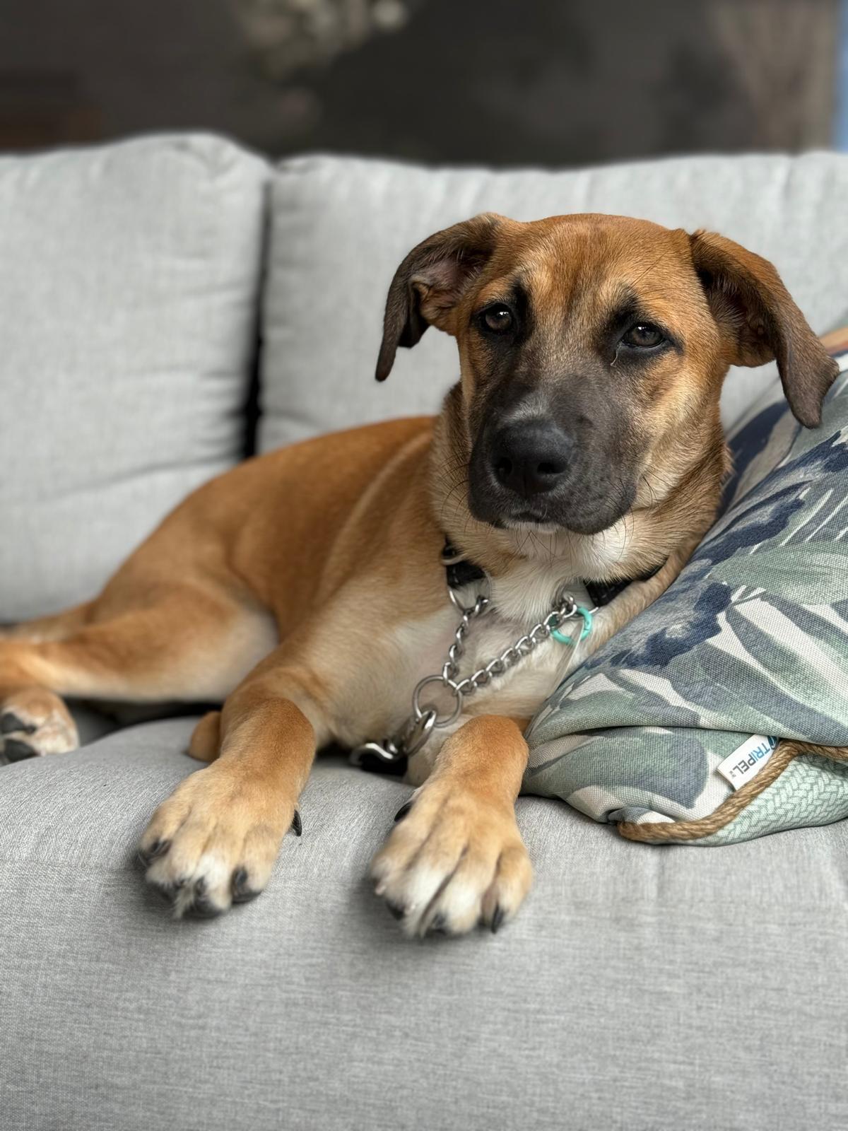 Sierra, an adoptable mixed breed in Newmarket, ON image 2/6